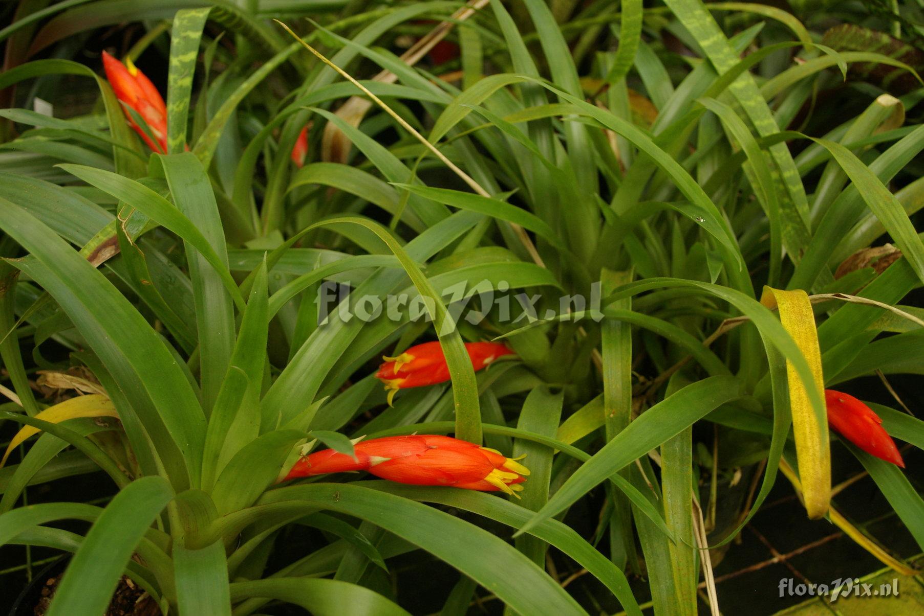 Guzmania nicaraguensis