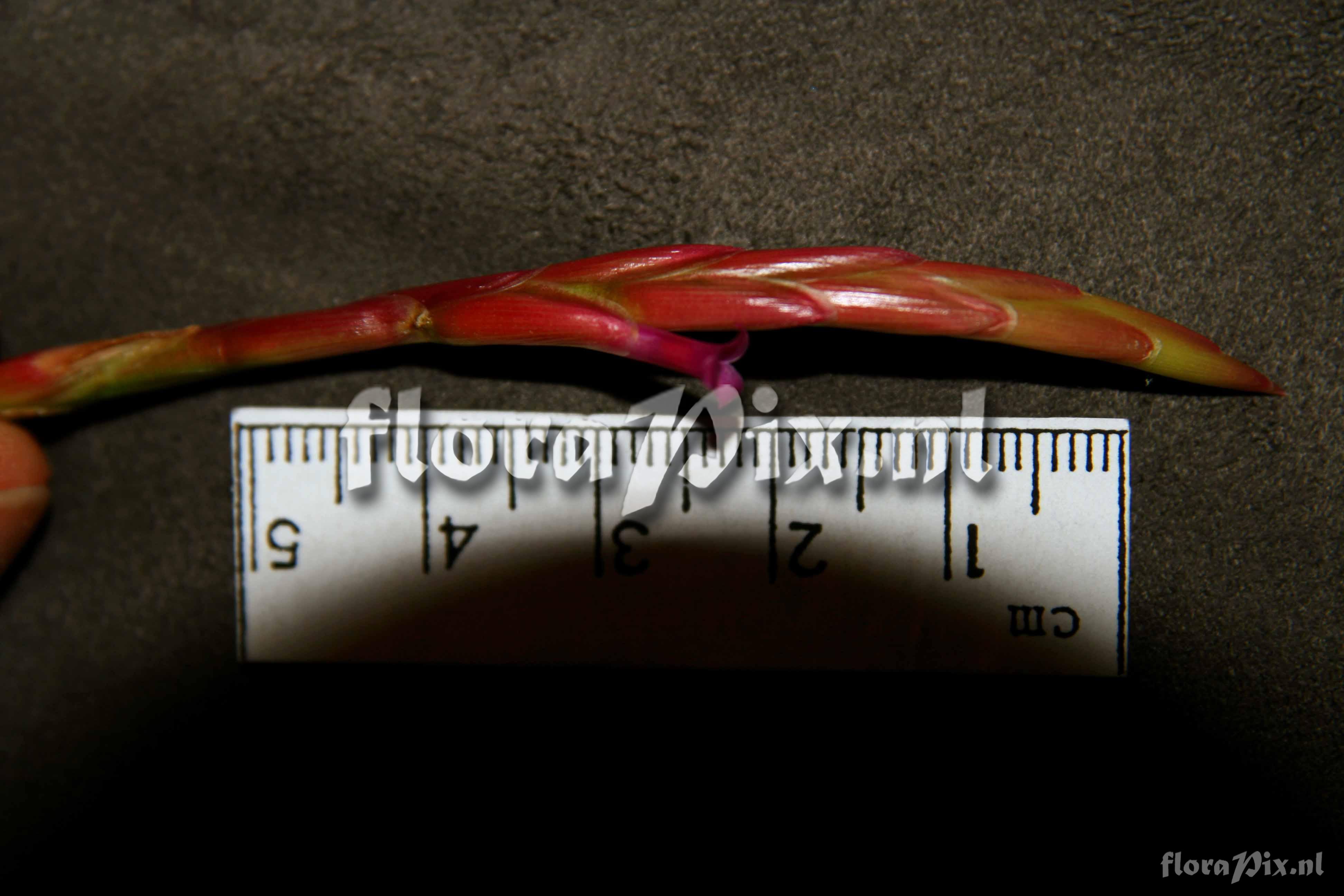 Tillandsia sp.