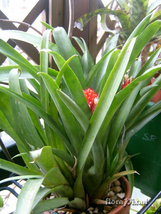 Aechmea pimenti-velosoi