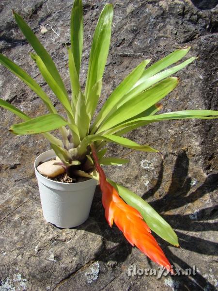 Vriesea sp