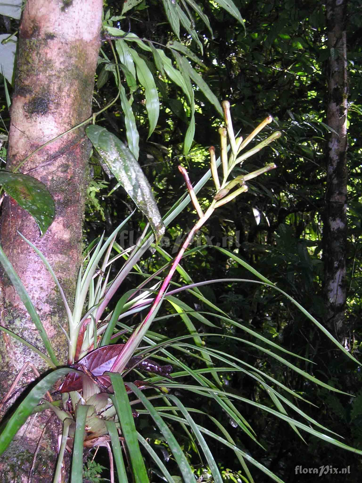 Guzmania sprucei