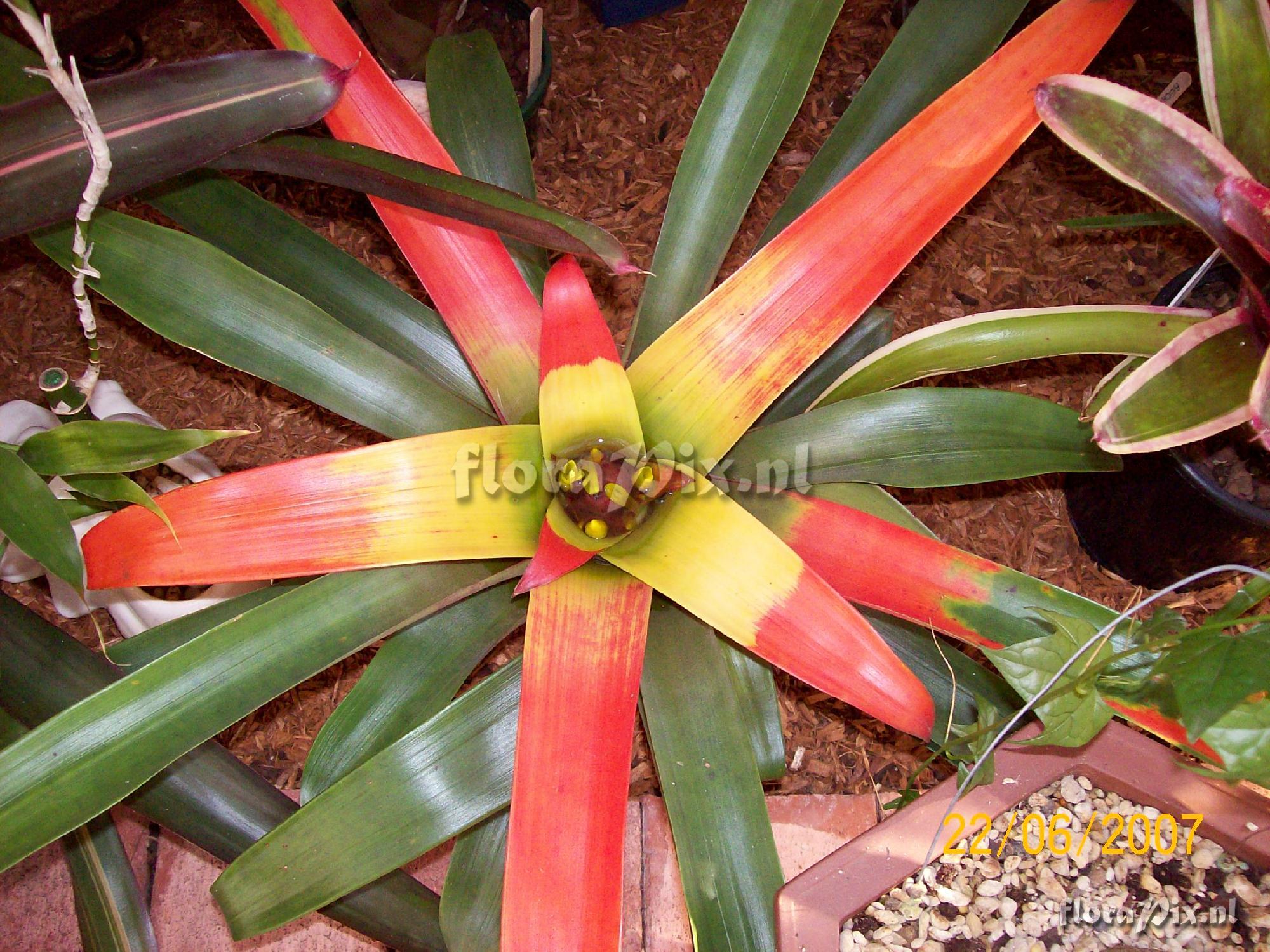 Guzmania sanguinea