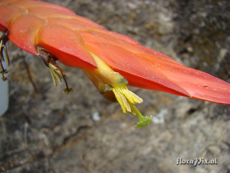 Vriesea sp