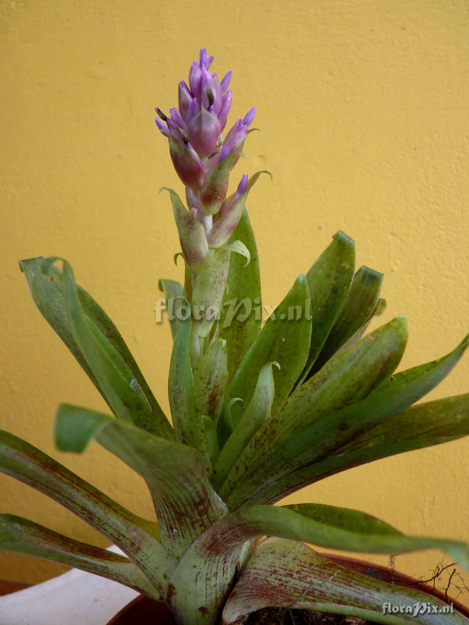 Tillandsia biflora