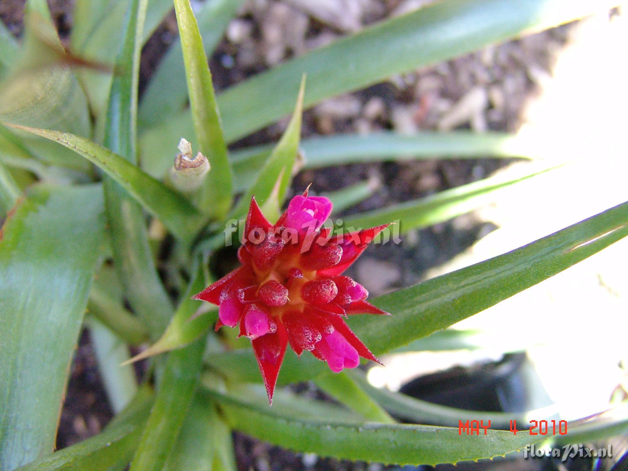 Aechmea hybrid