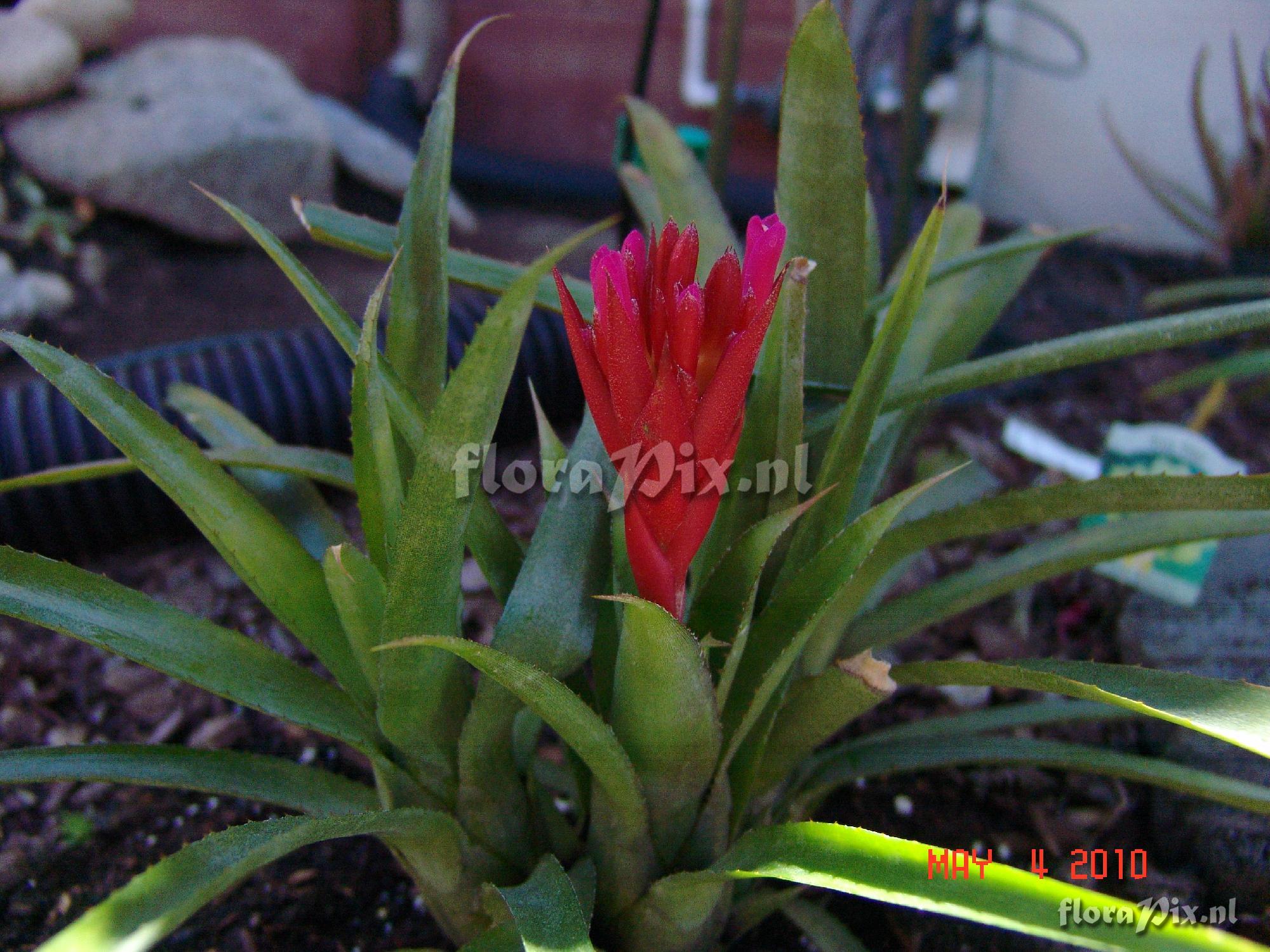 Aechmea hybrid