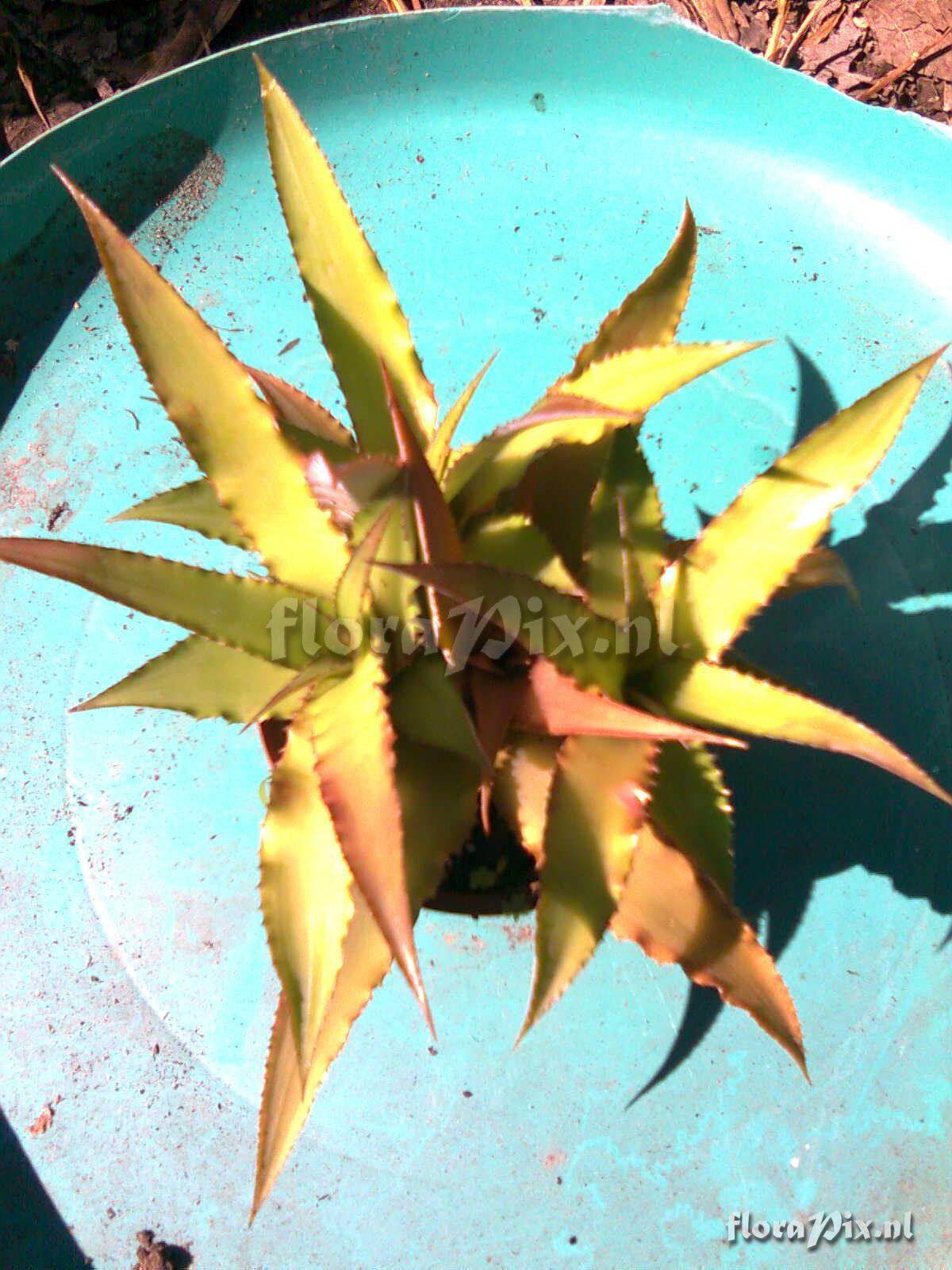 Cryptanthus x (?)