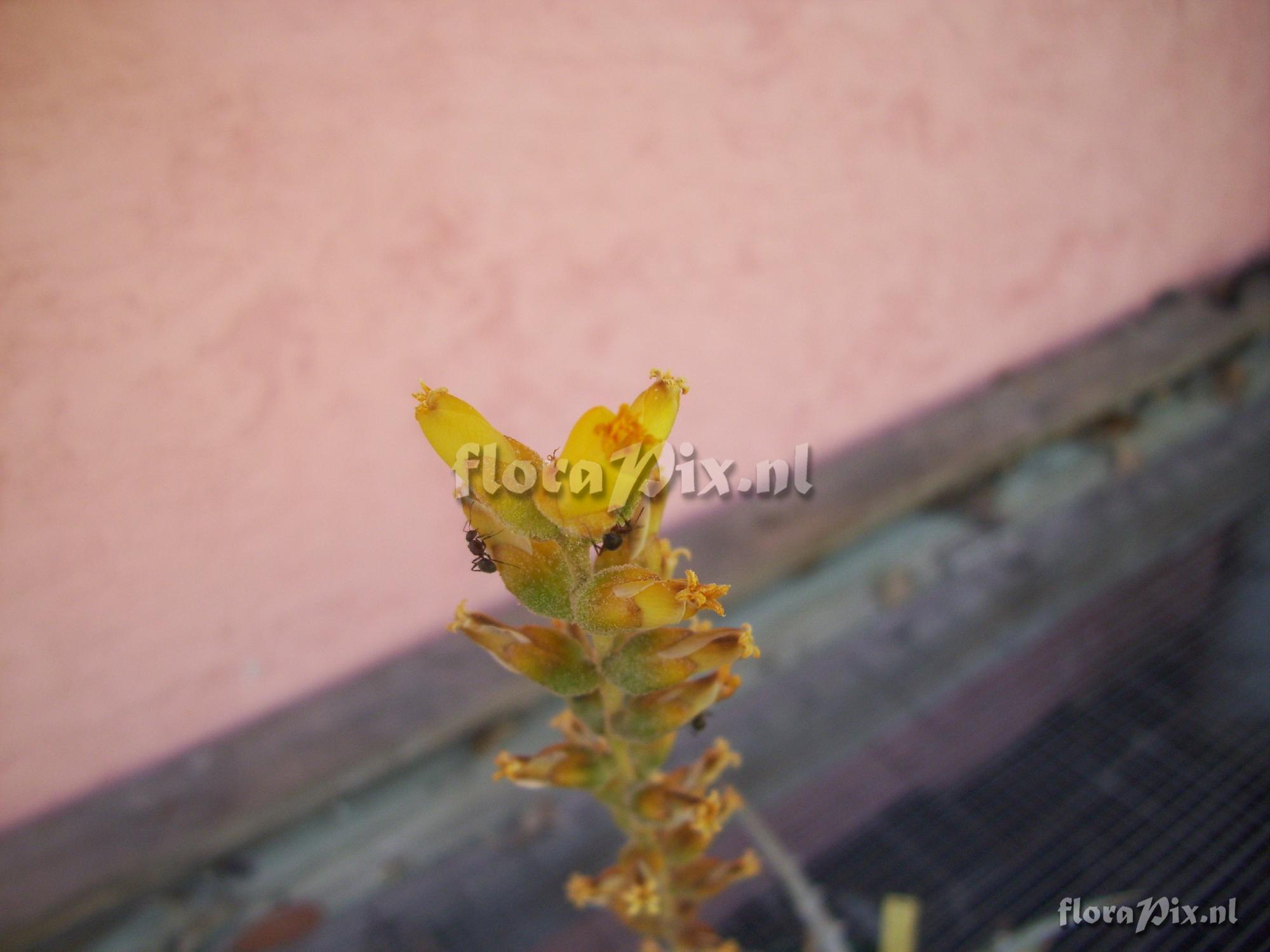 Dyckia sp