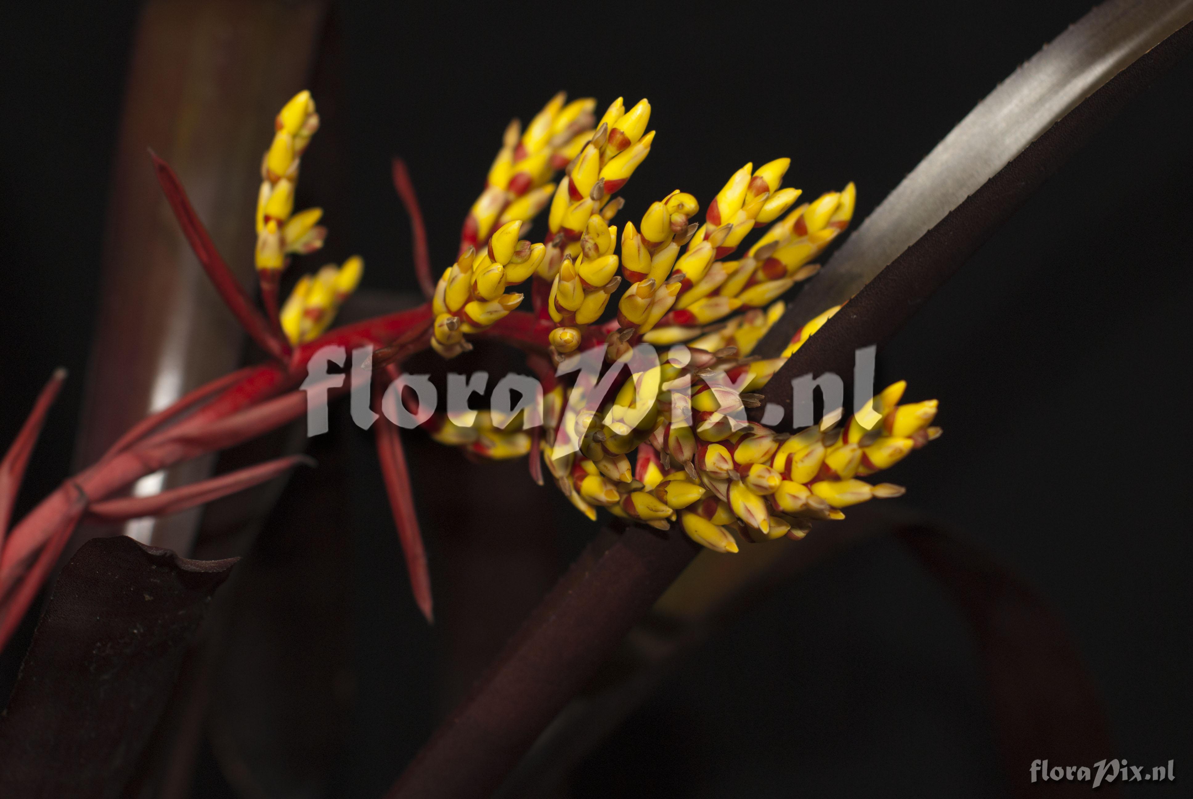 Aechmea sp