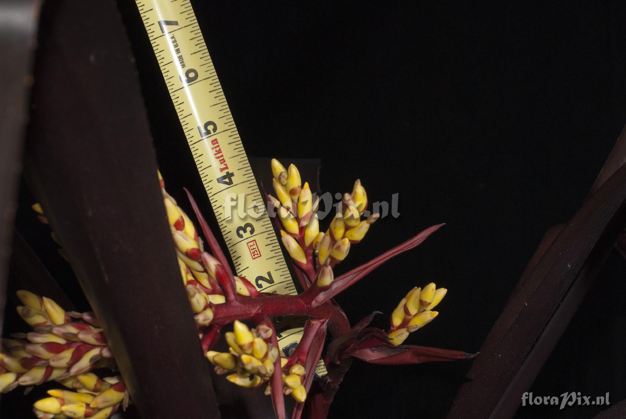 Aechmea sp