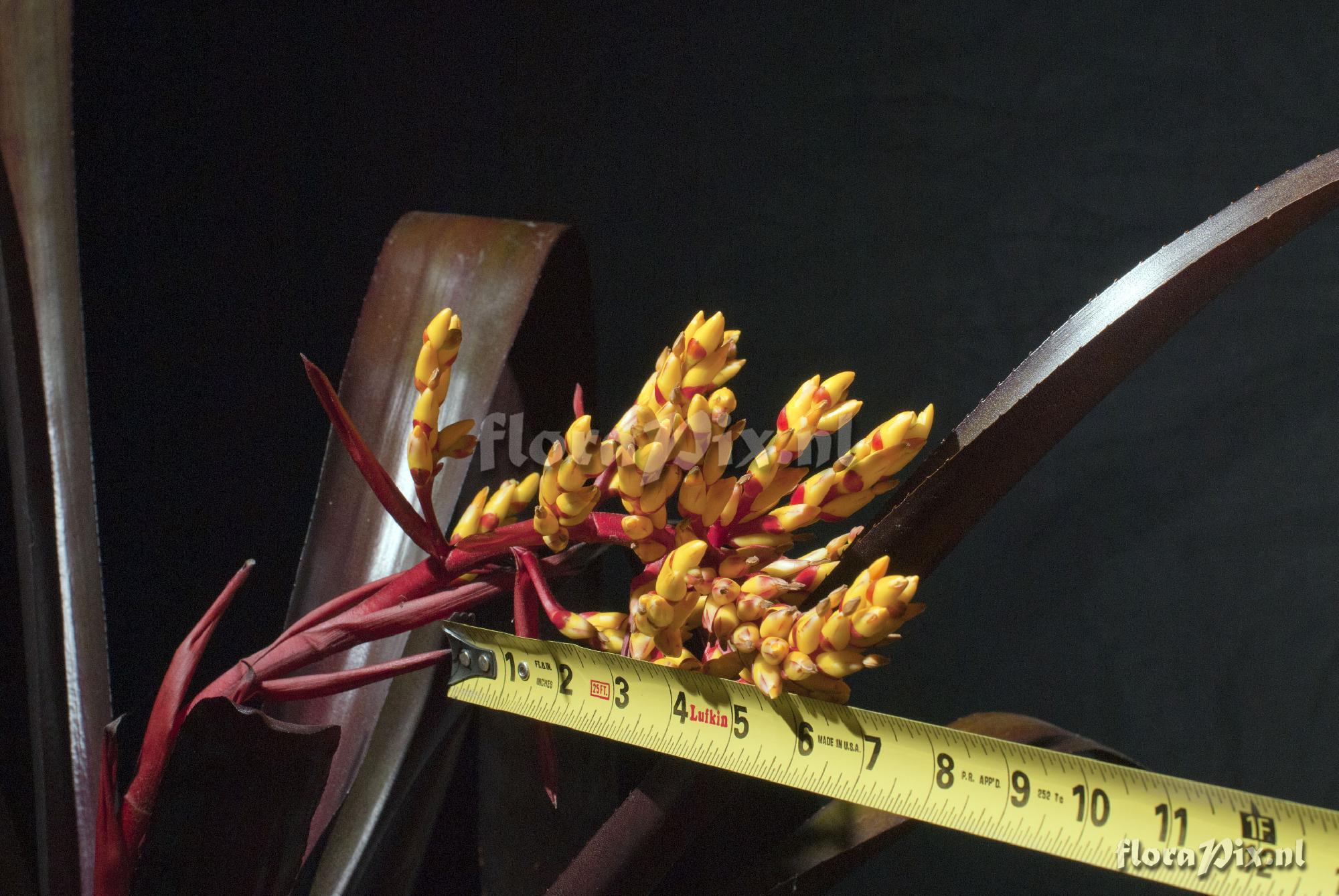 Aechmea sp