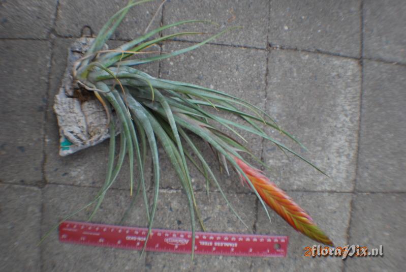 Tillandsia fasciculata