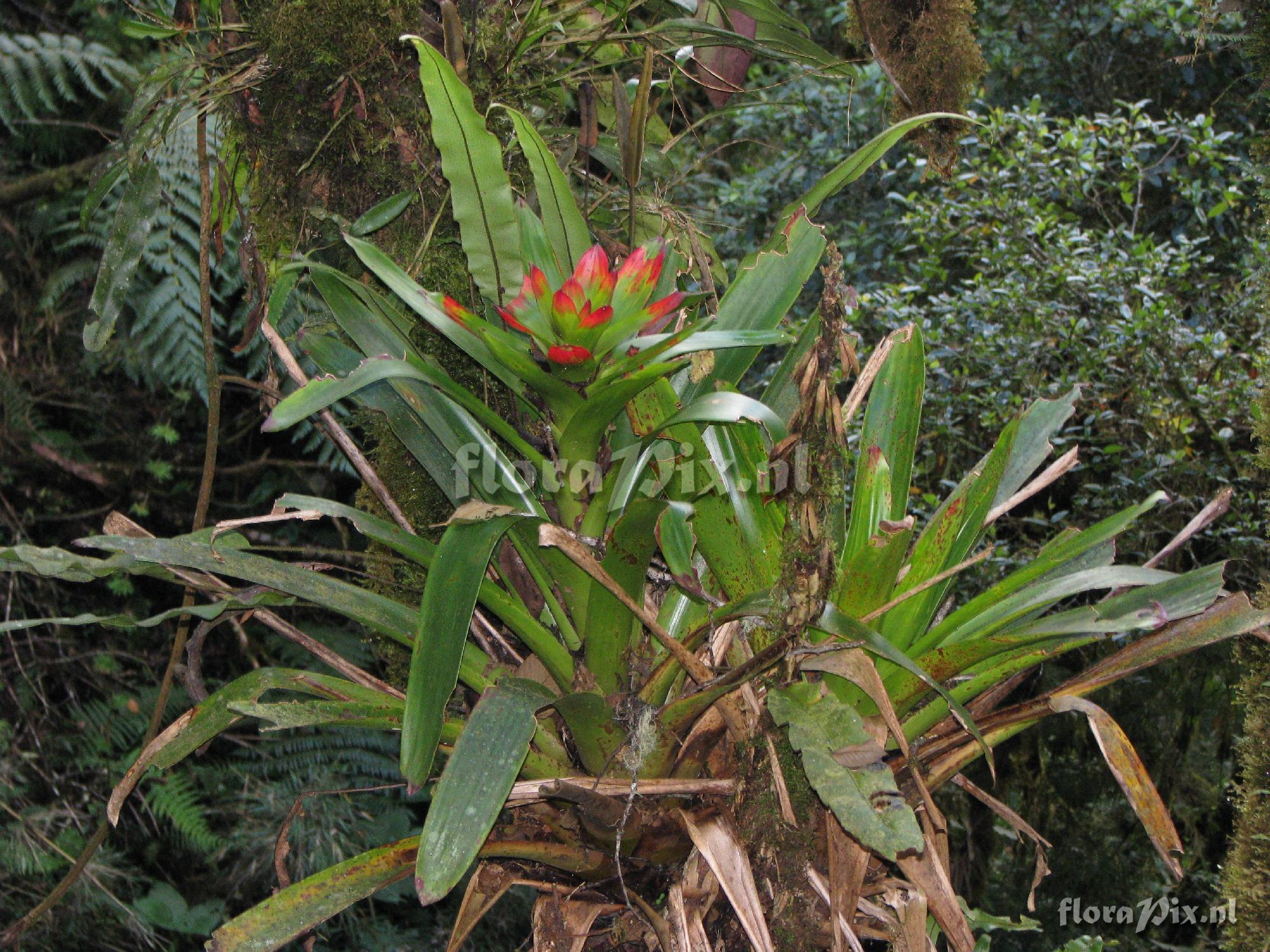 Guzmania gloriosa