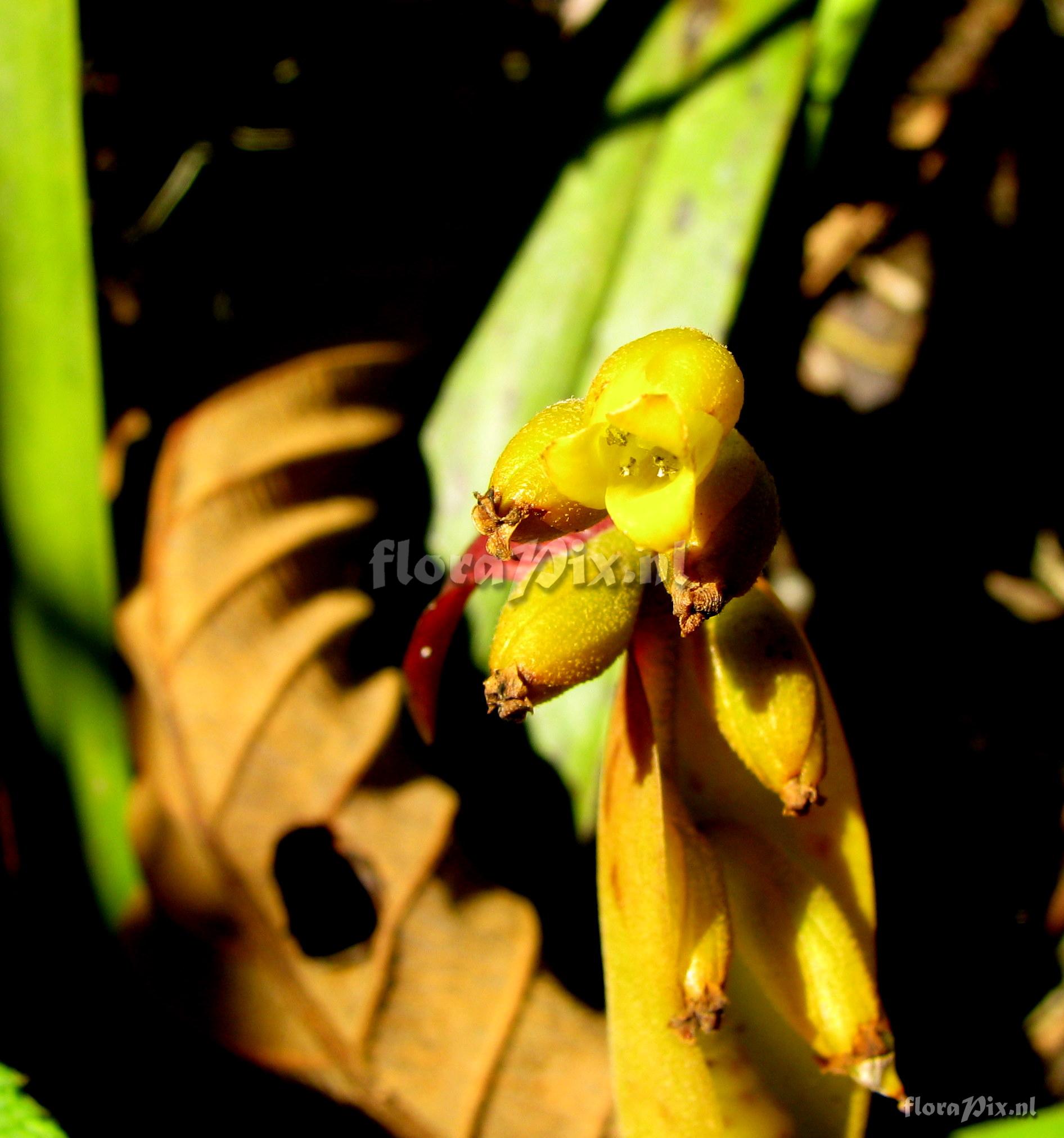 Racinaea tetrantha var aurantiaca