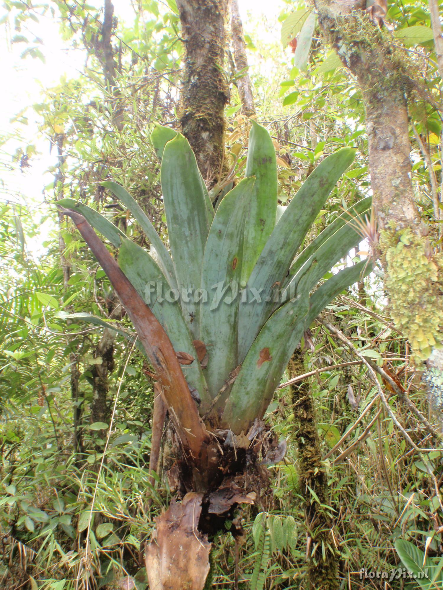 Werauhia lutheri