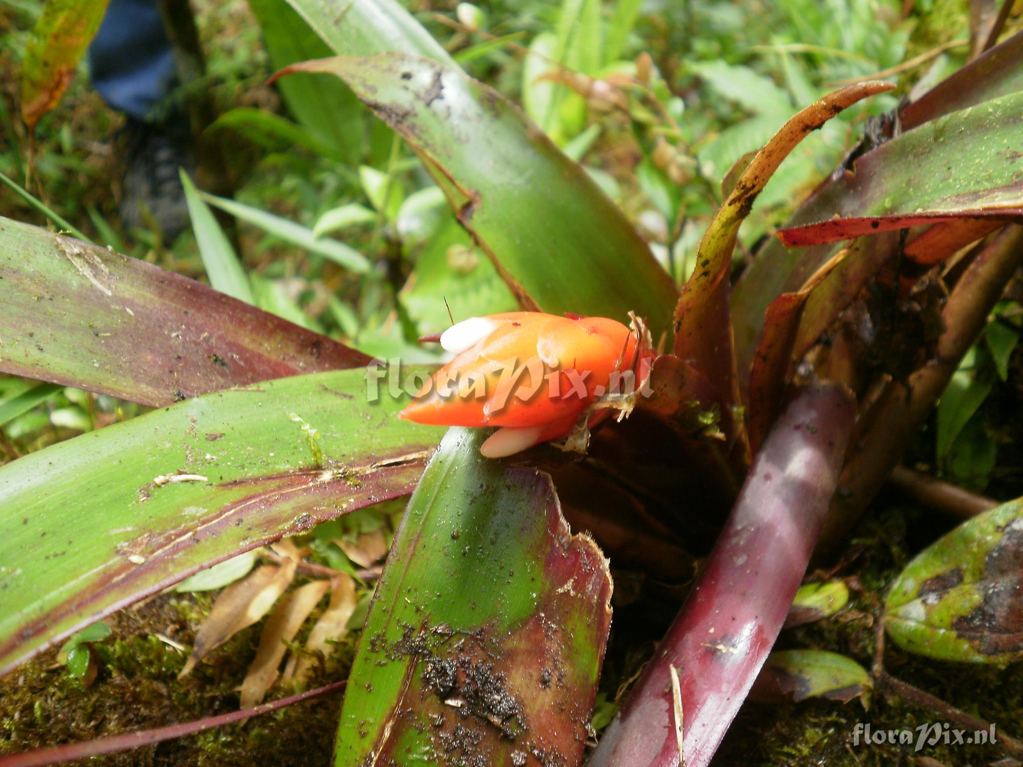 Guzmania nicaraguensis