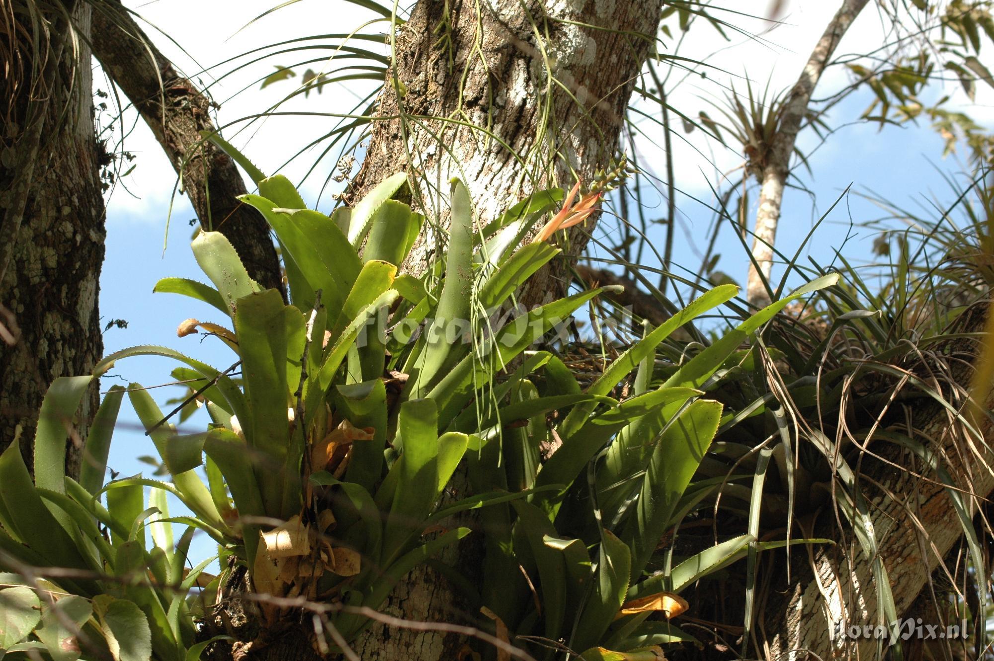 Aechmea nudicaulis