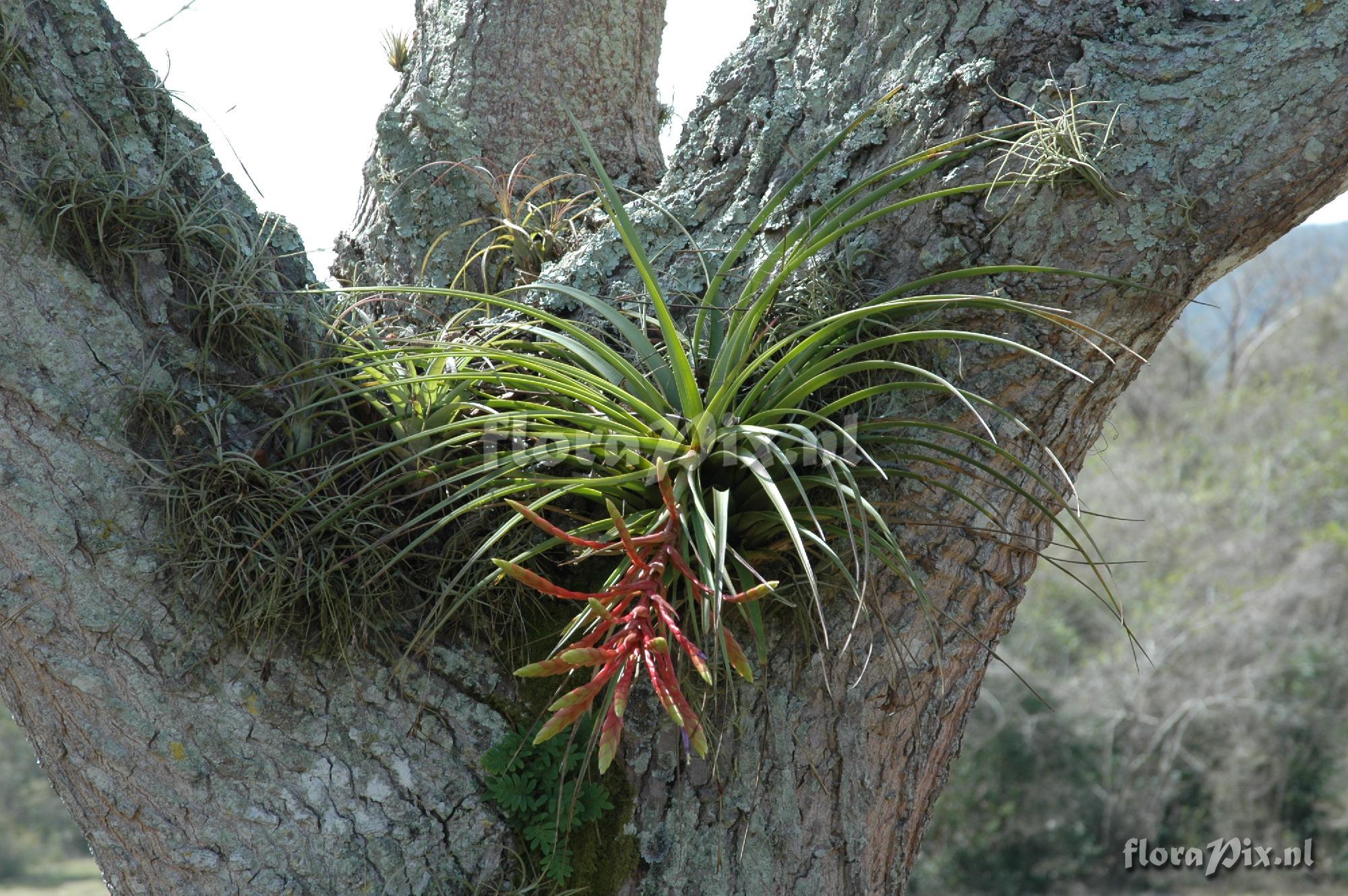 Tillandsia fasciculata var. clavispica