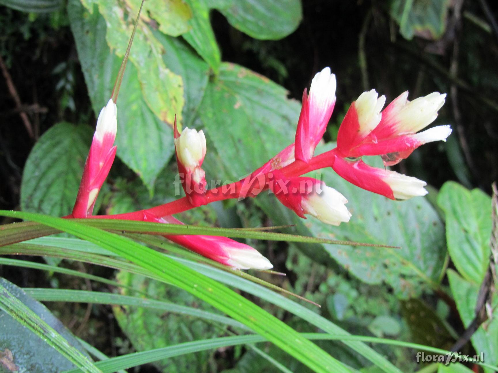 Guzmania calamifolia var. rosacea