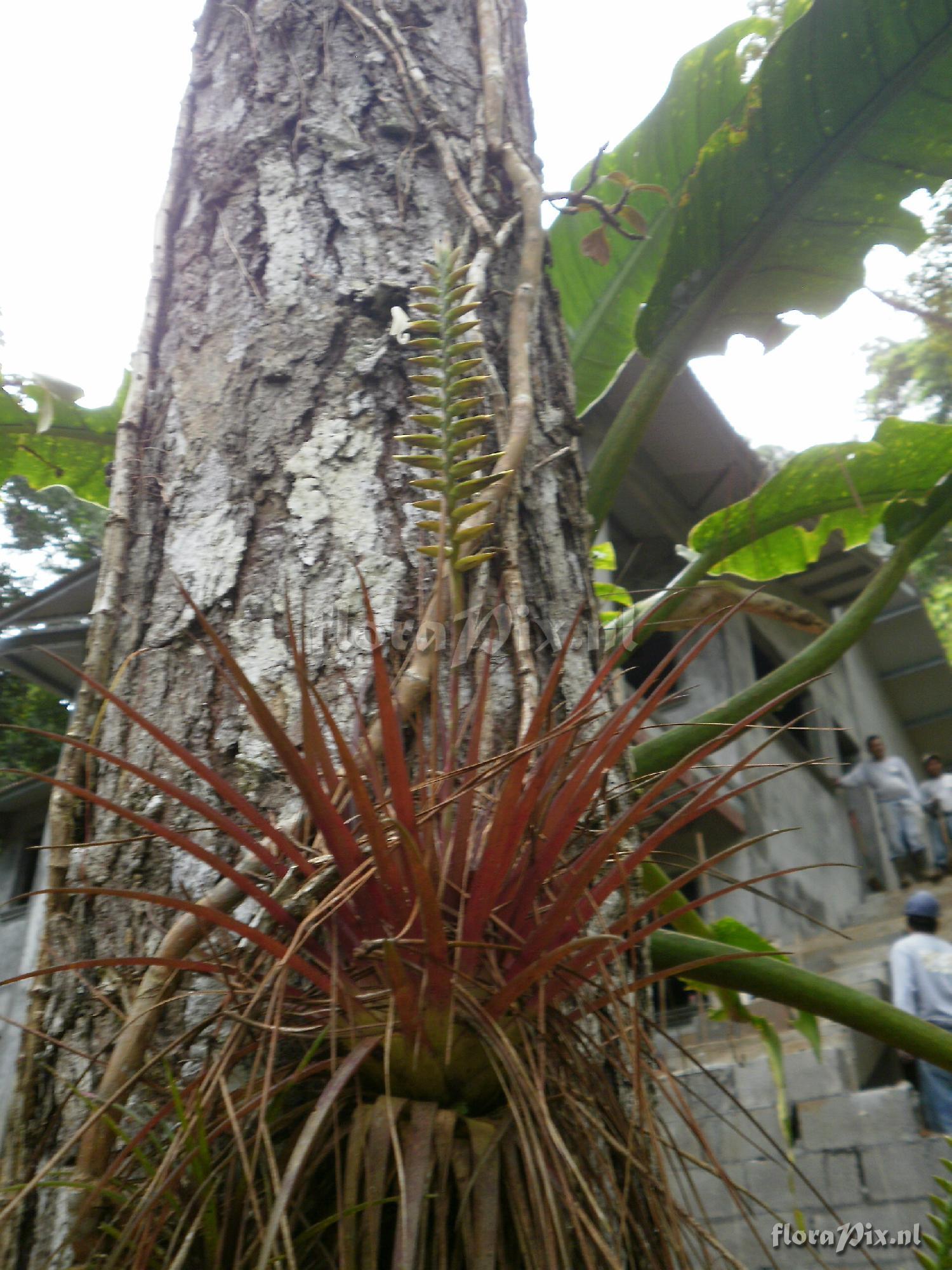 Tillandsia monadelpha