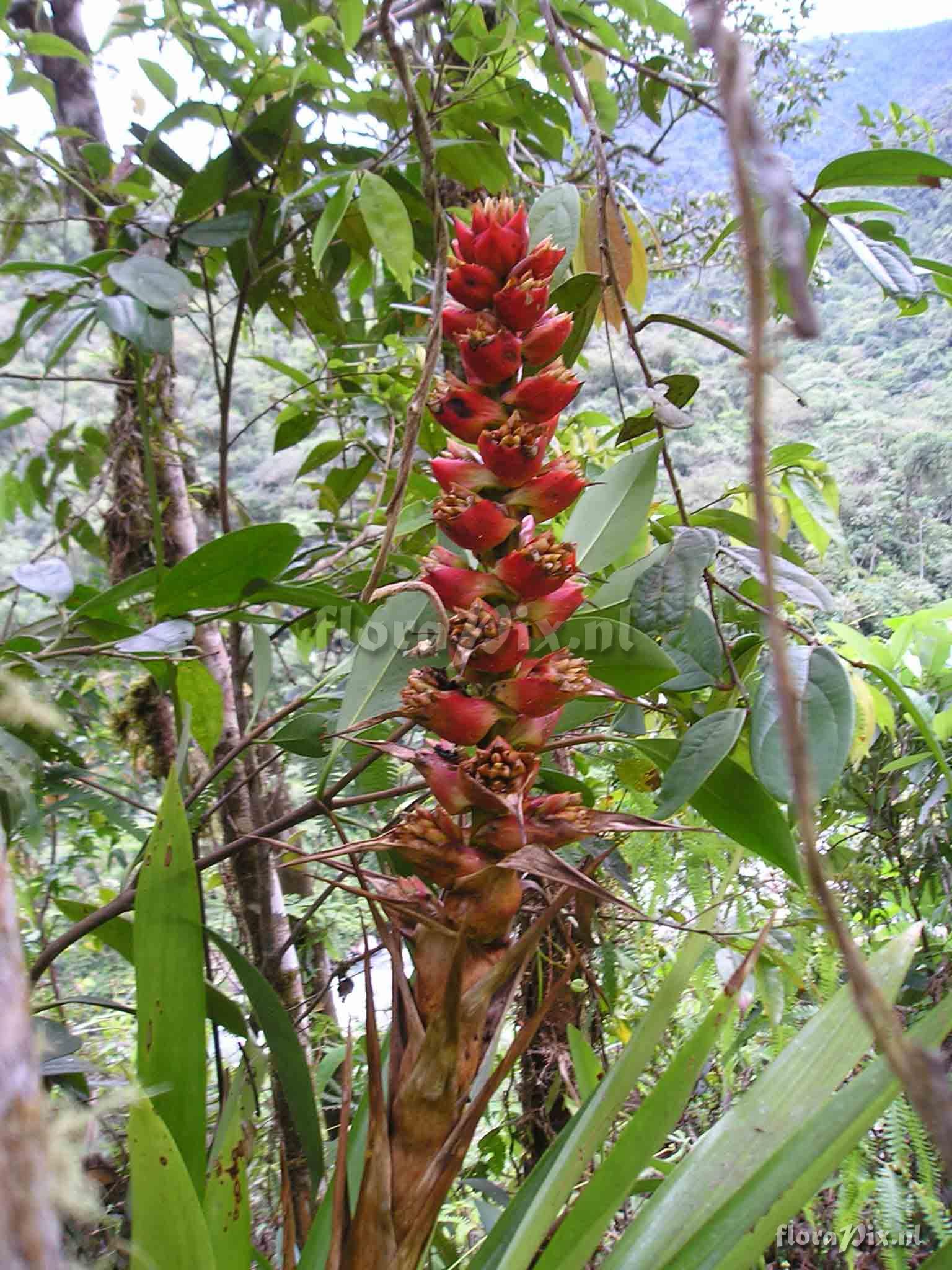 Mezobromelia capituligera