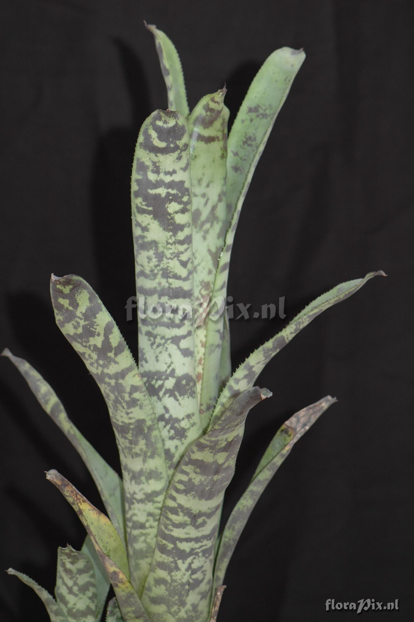 Aechmea fosteriana