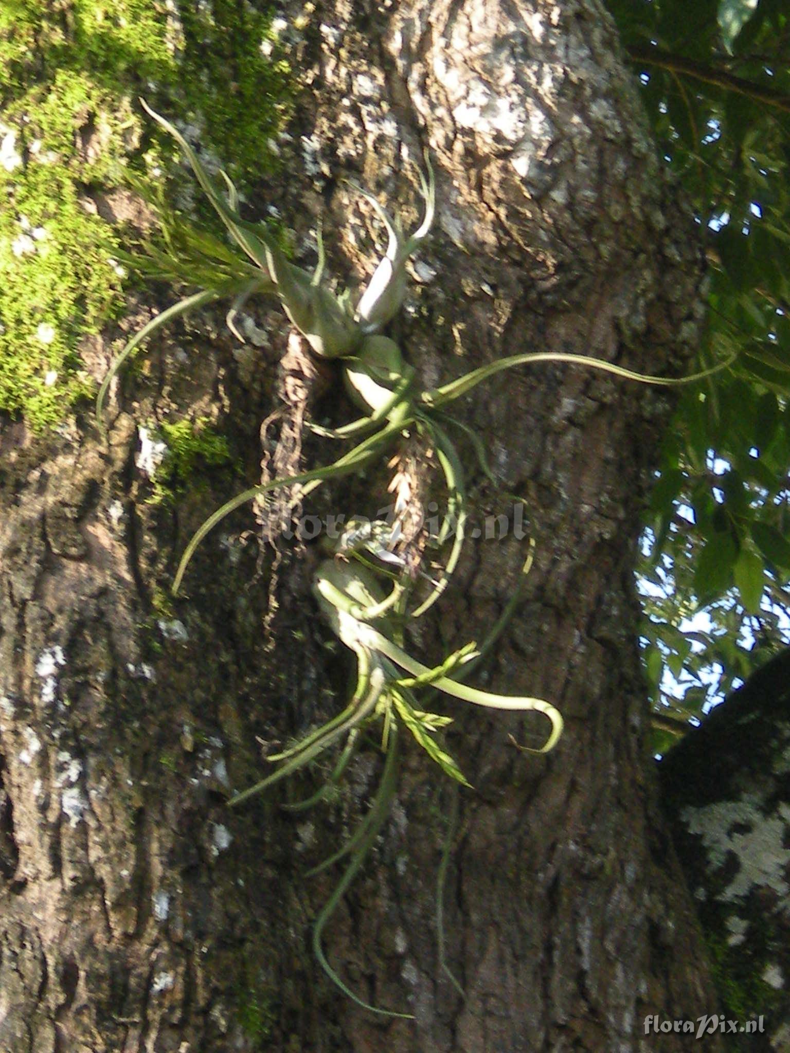 Tillandsia caput-medusae