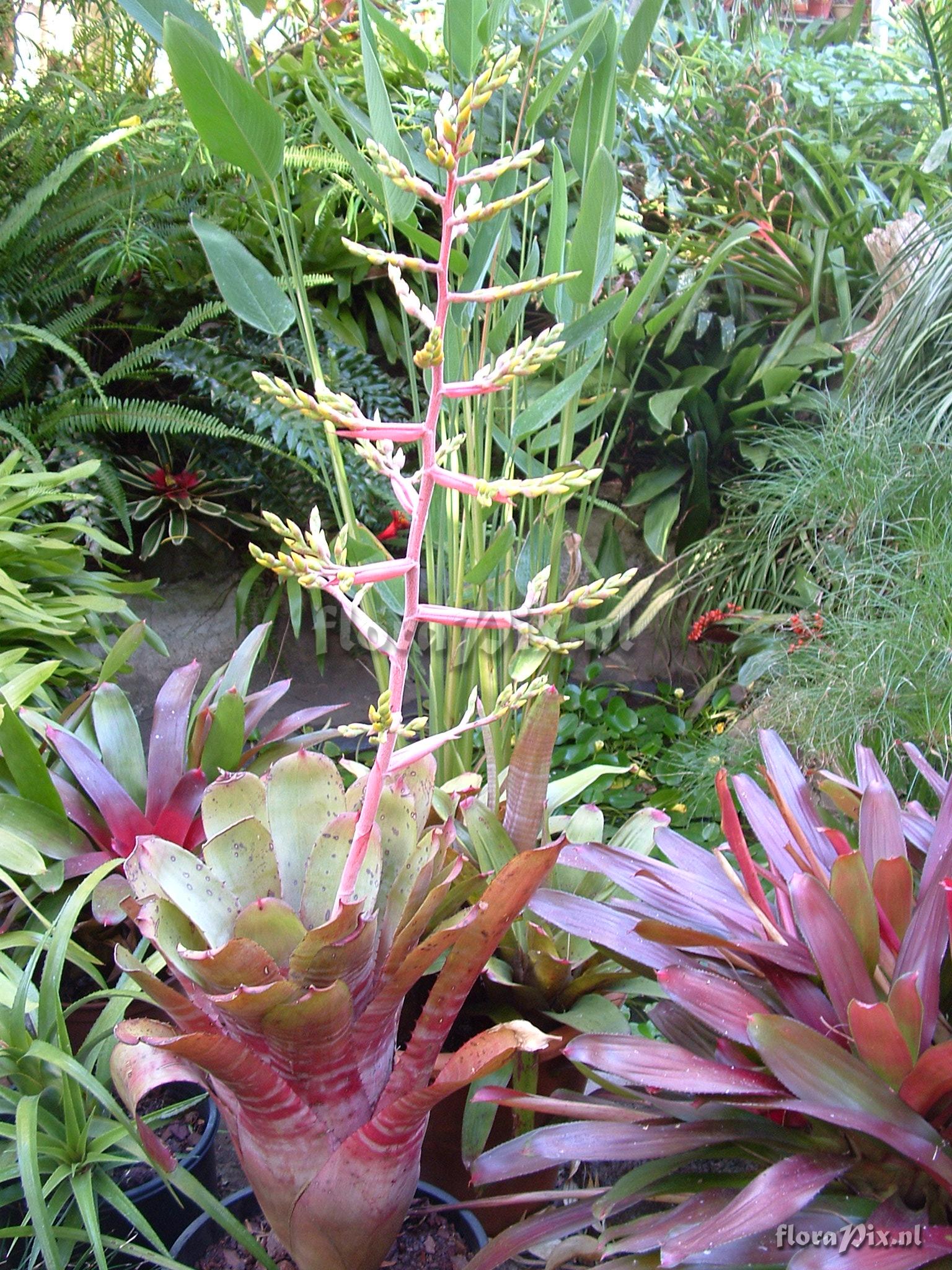 Aechmea sp