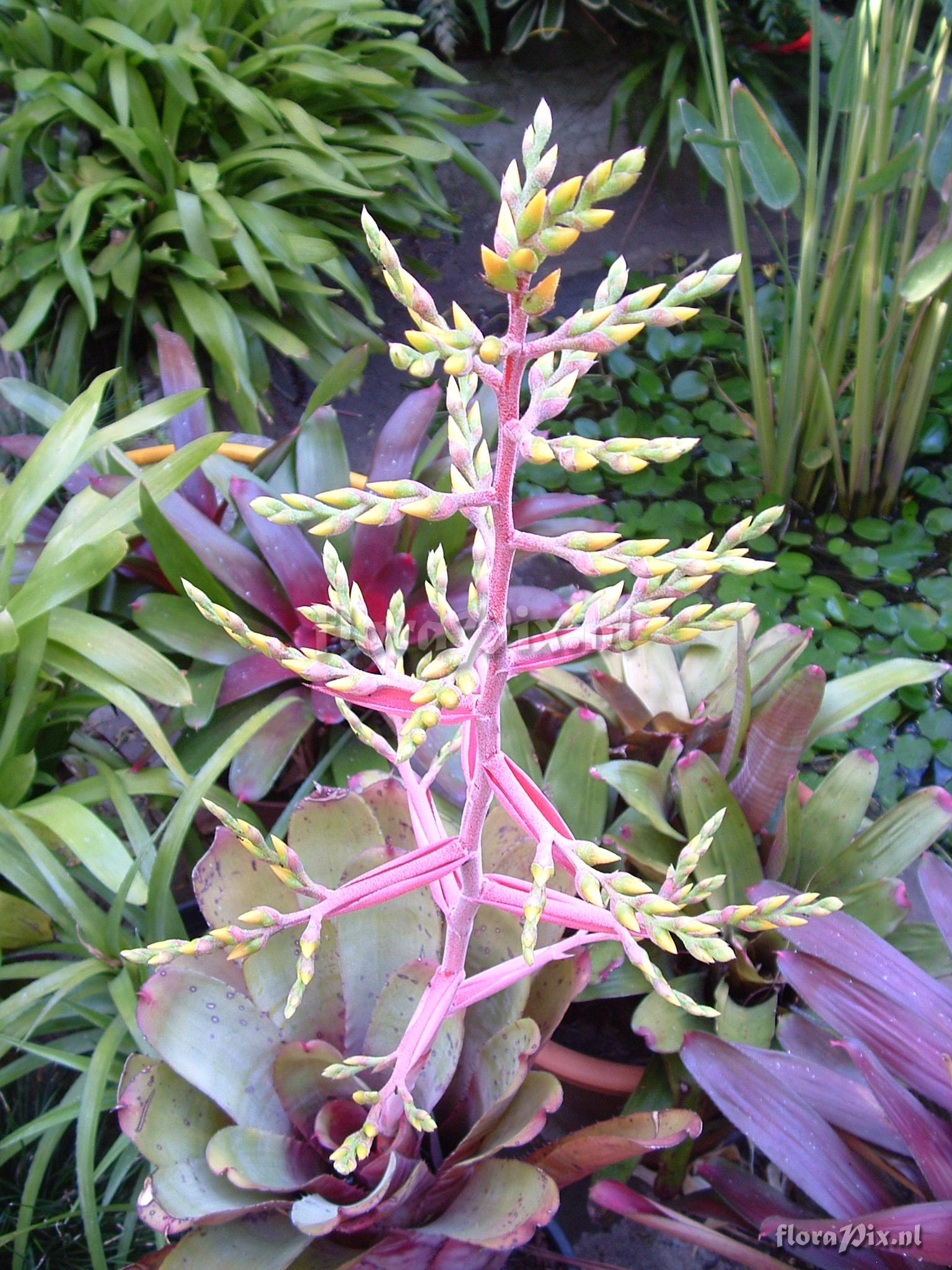 Aechmea sp