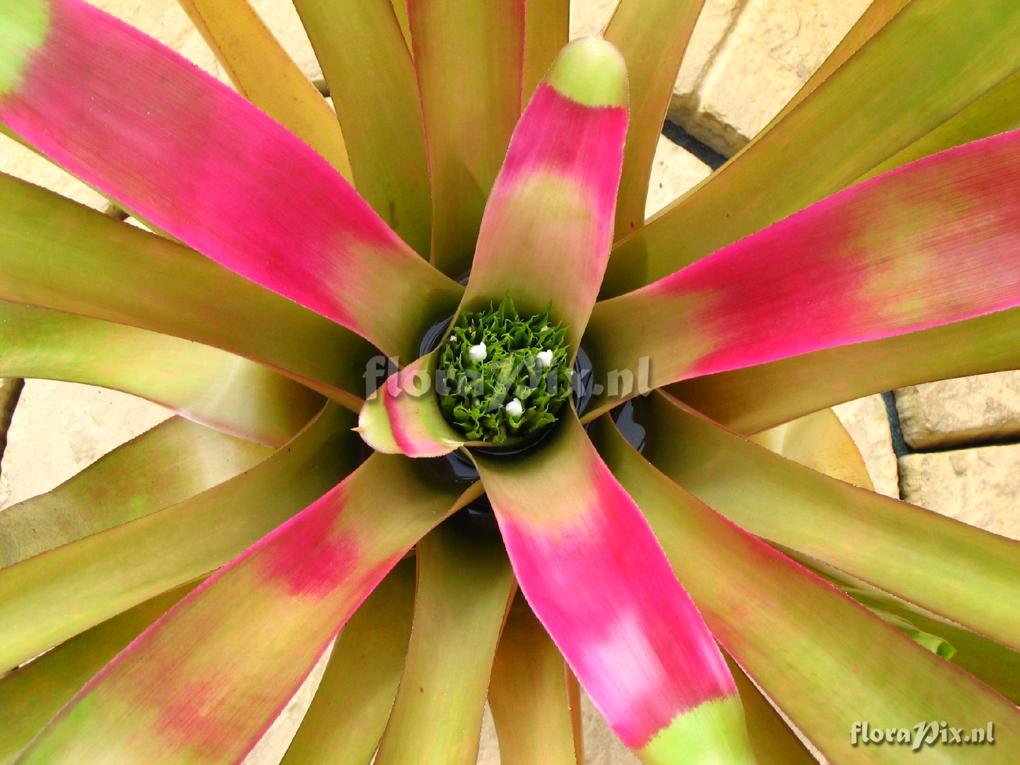 Neoregelia nevaresii