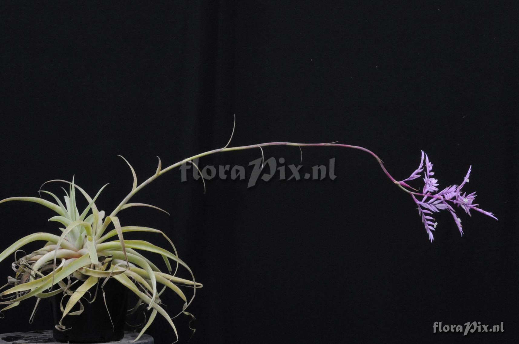 Tillandsia cacticola?