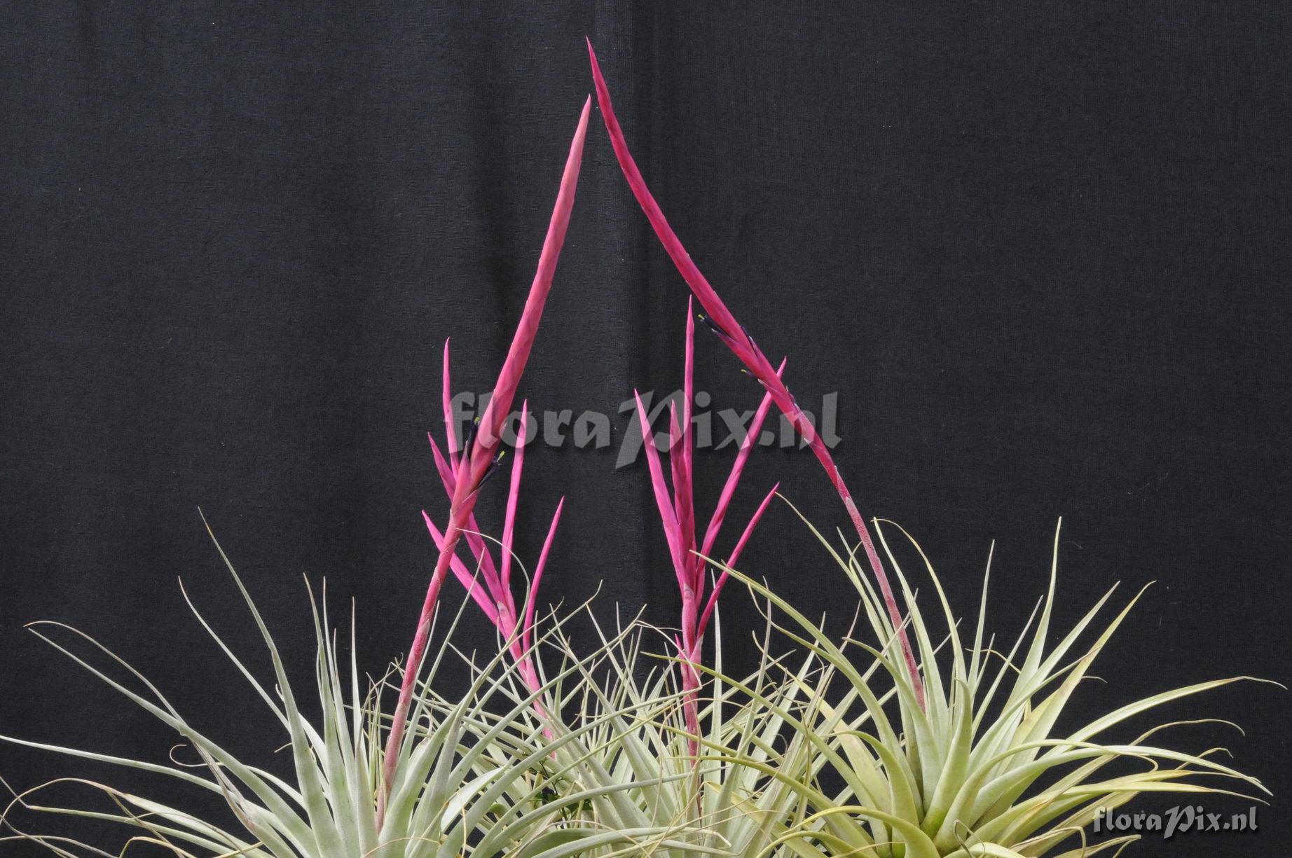 Vriesea Tillandsia andreetae