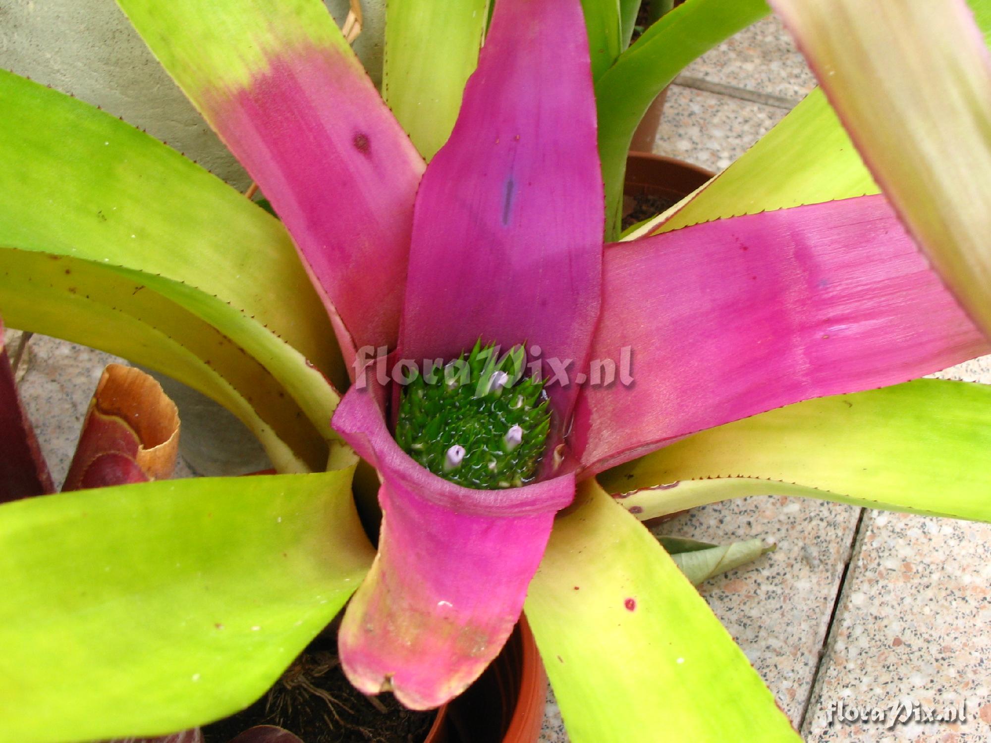 Neoregelia concentrica