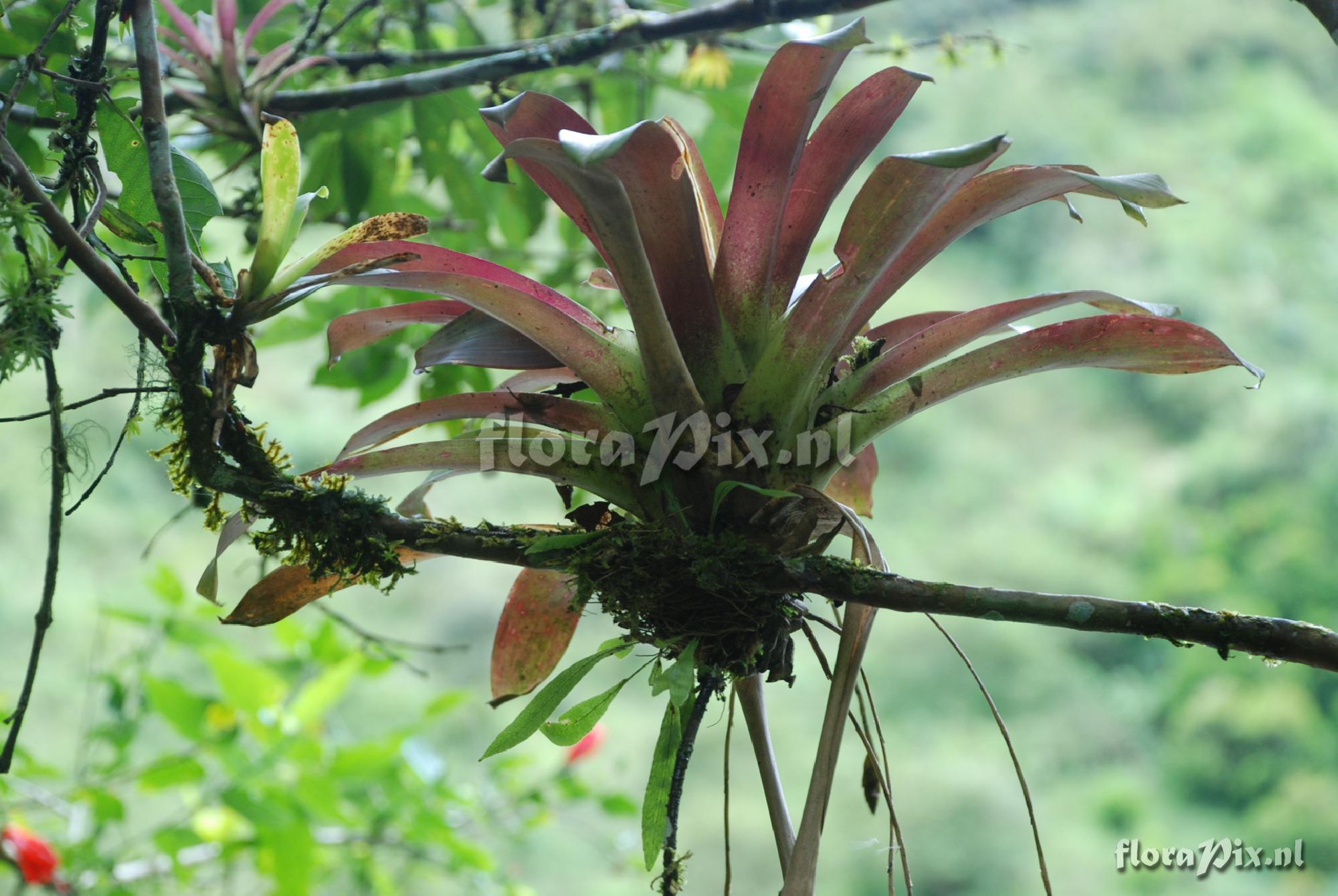 Tillandsia complanata