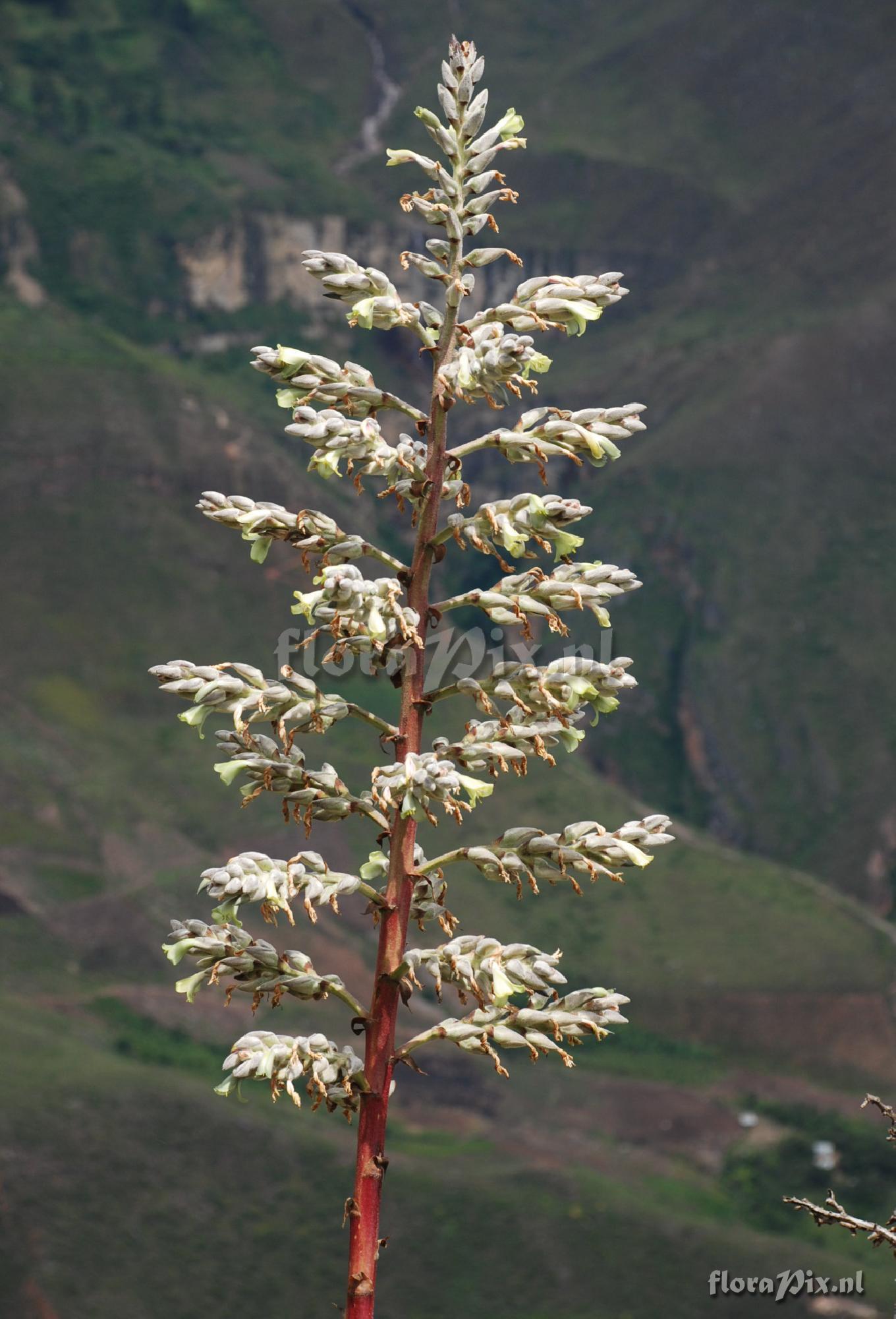 Puya cf. thomasiana