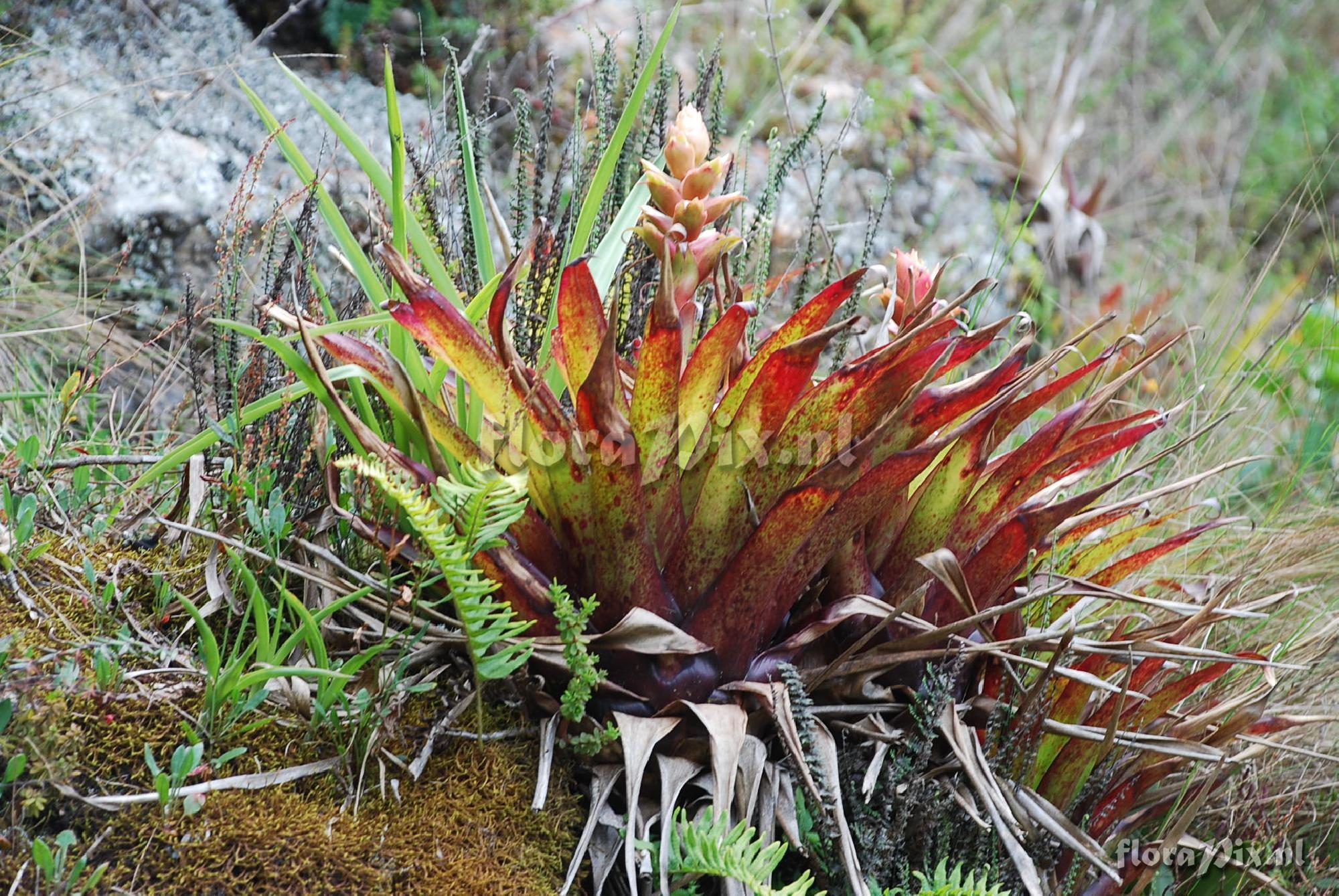 Tillandsia cf. sodiroi