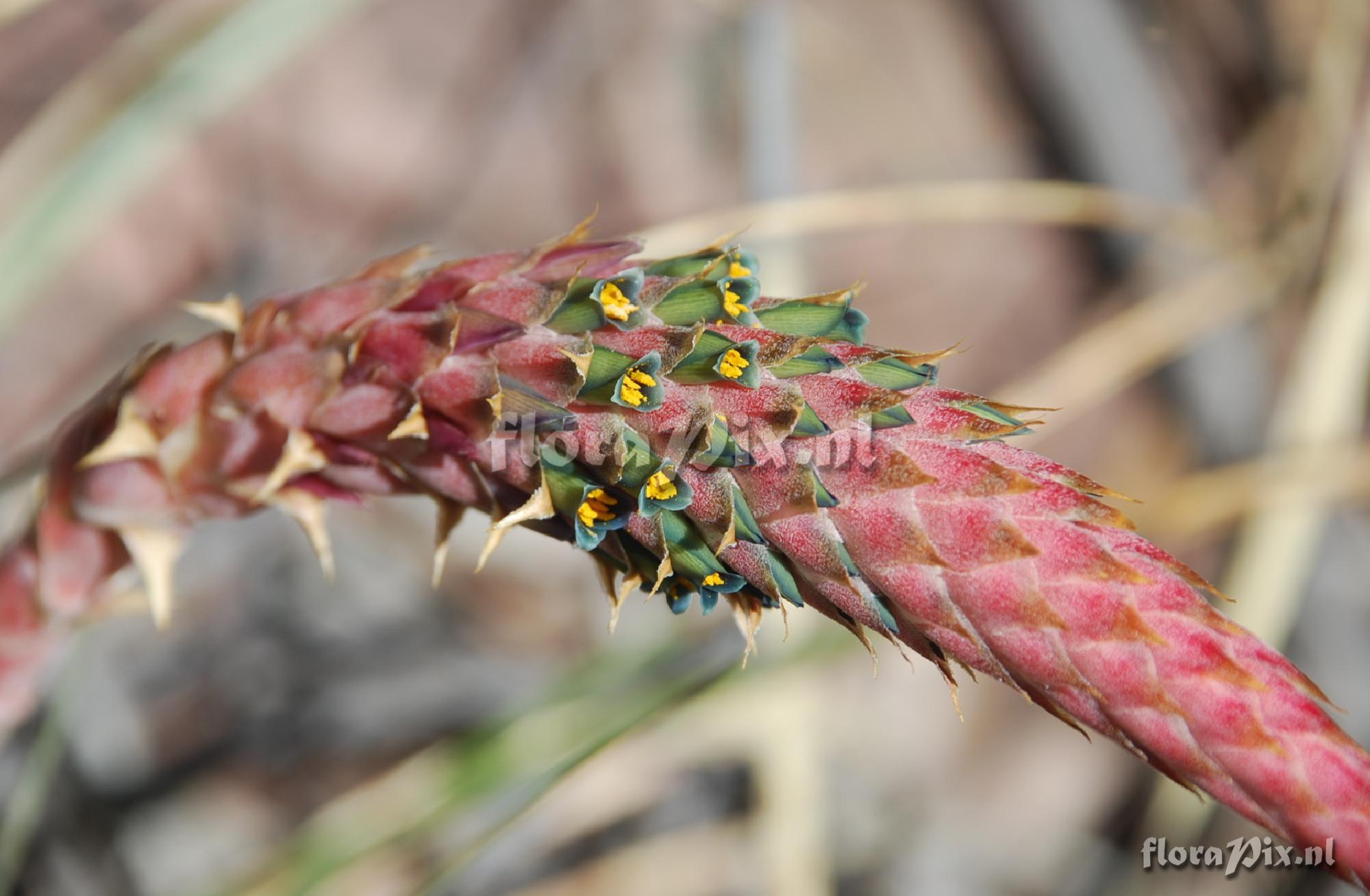 Puya 