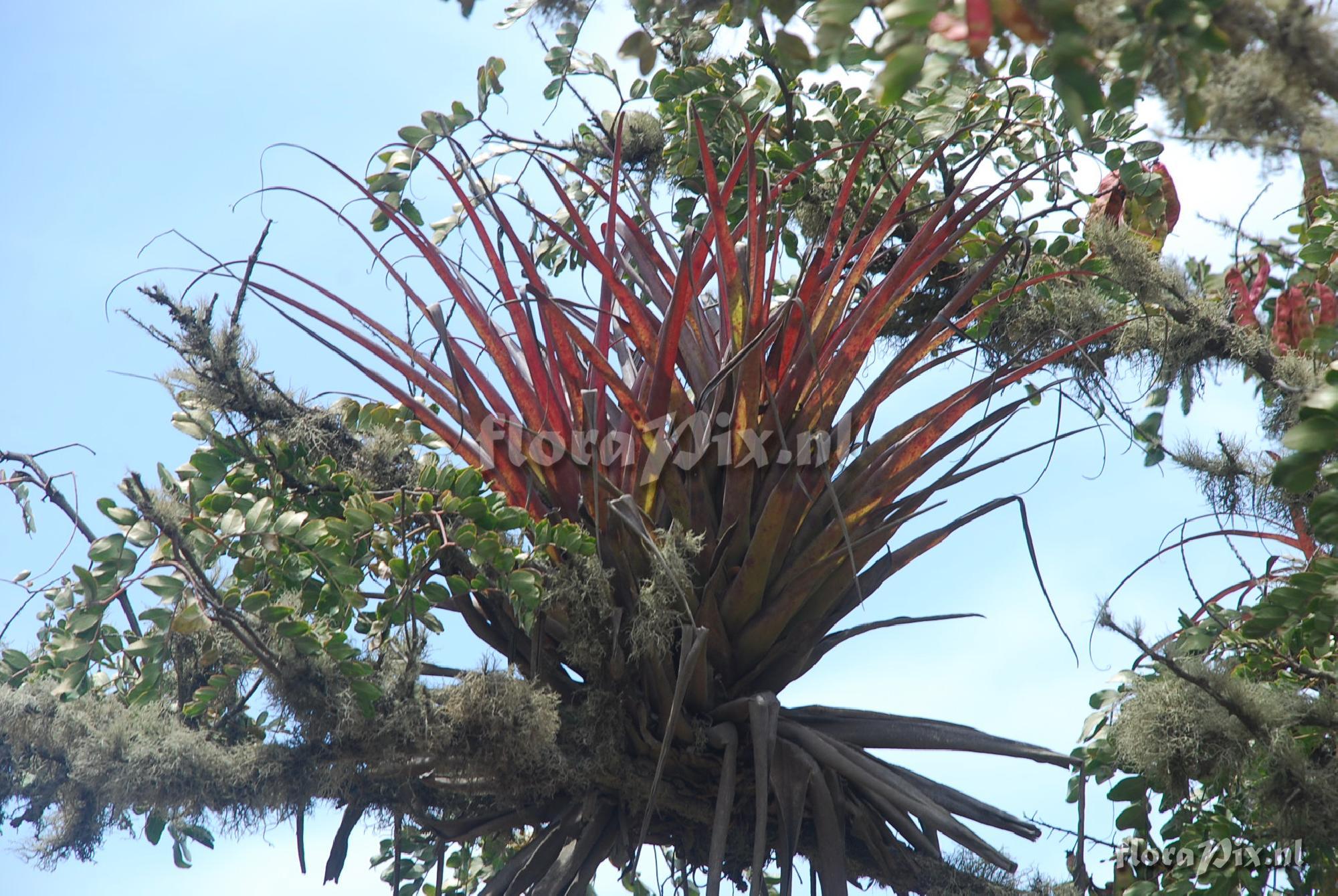 Tillandsia aff. latifolia