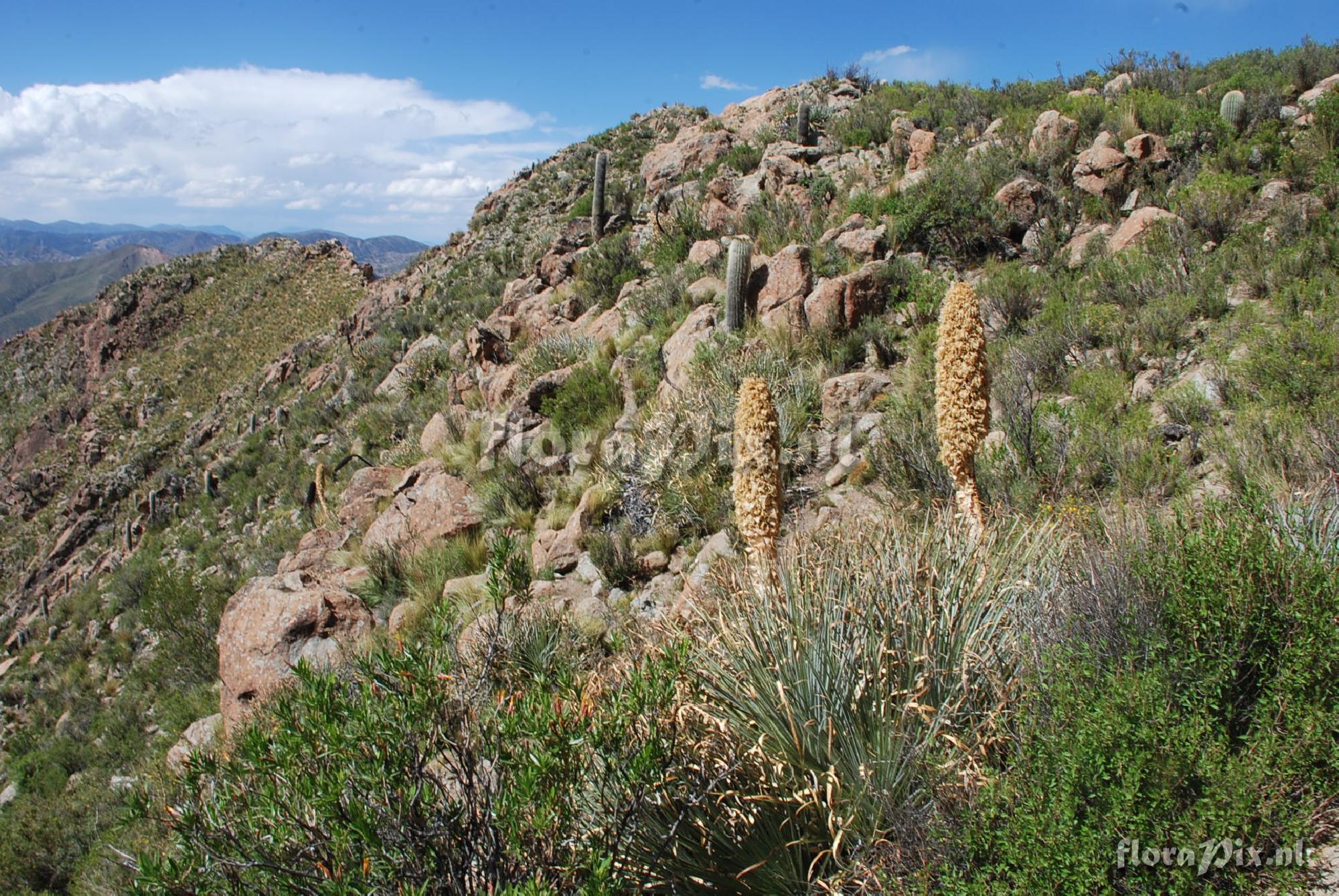 Puya 