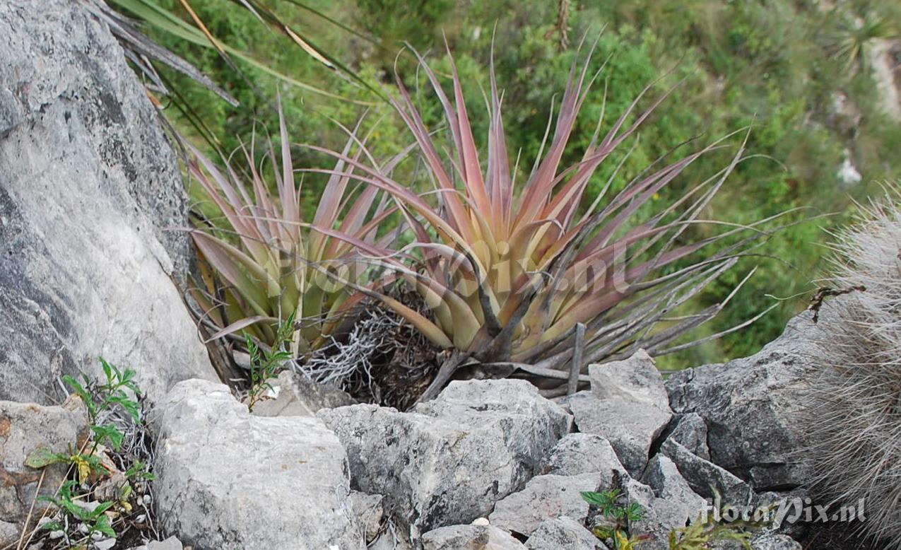 Tillandsia 