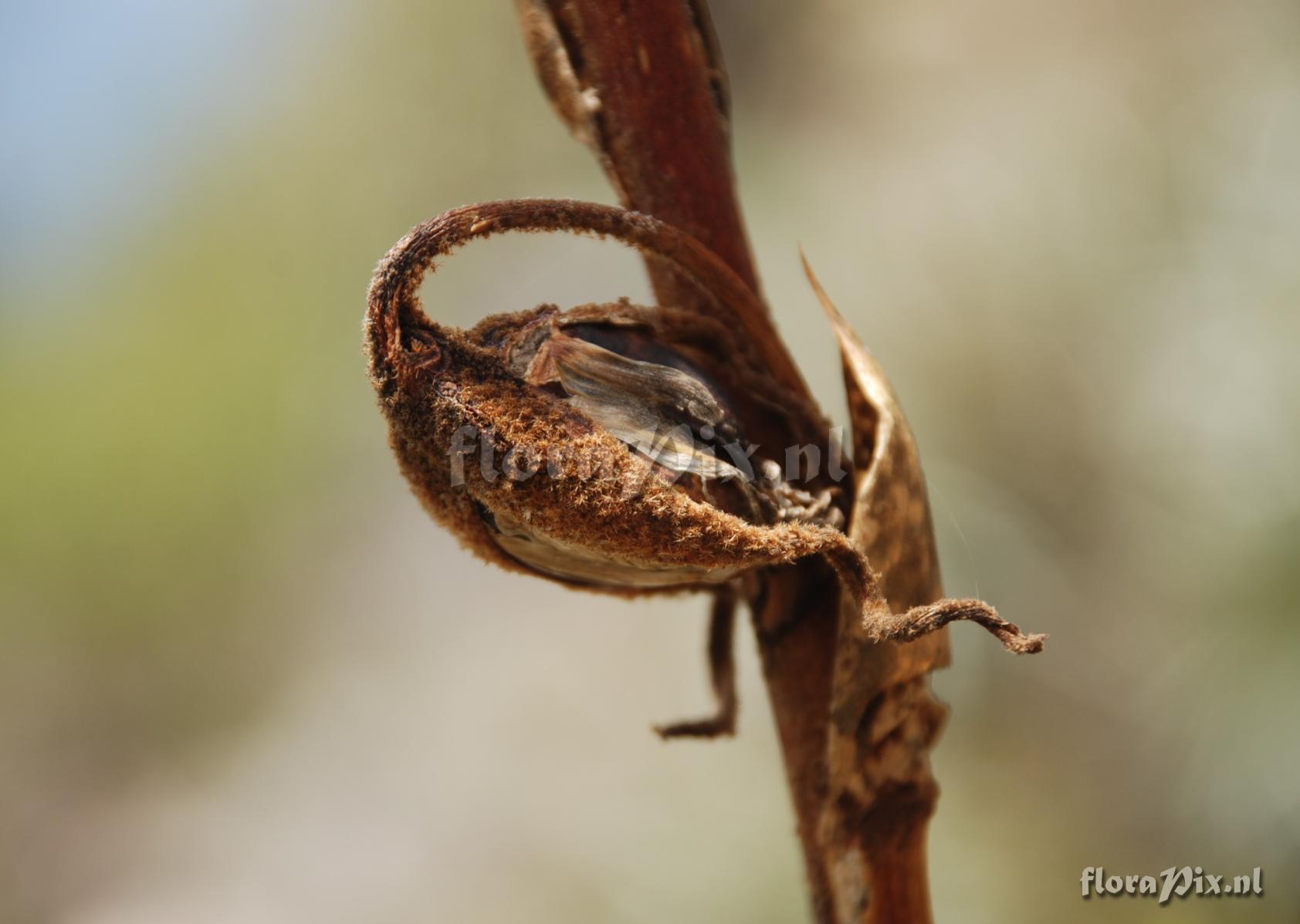 Puya ferruginea