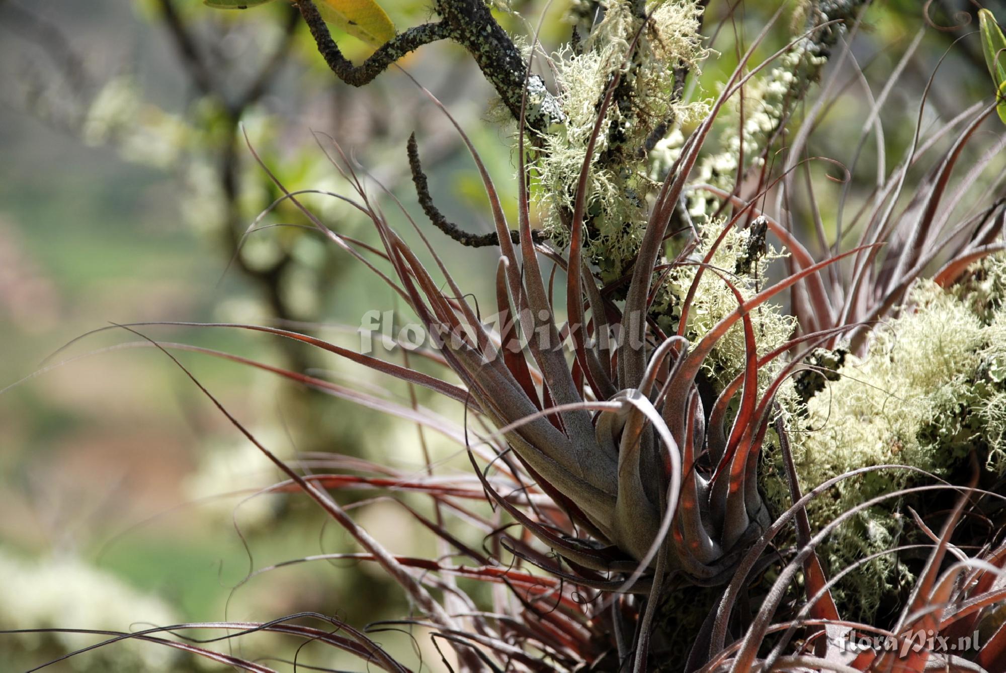 Tillandsia humilis