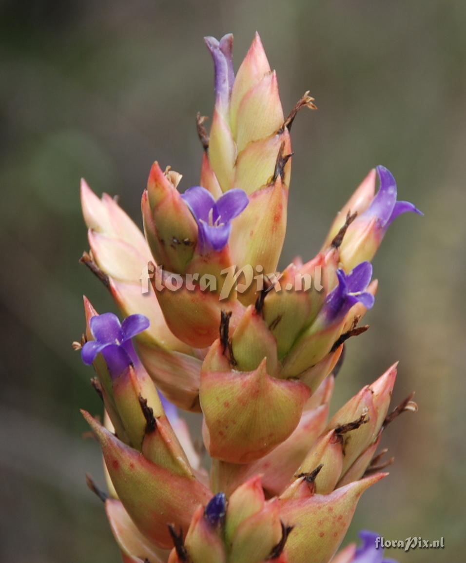 Tillandsia sp.