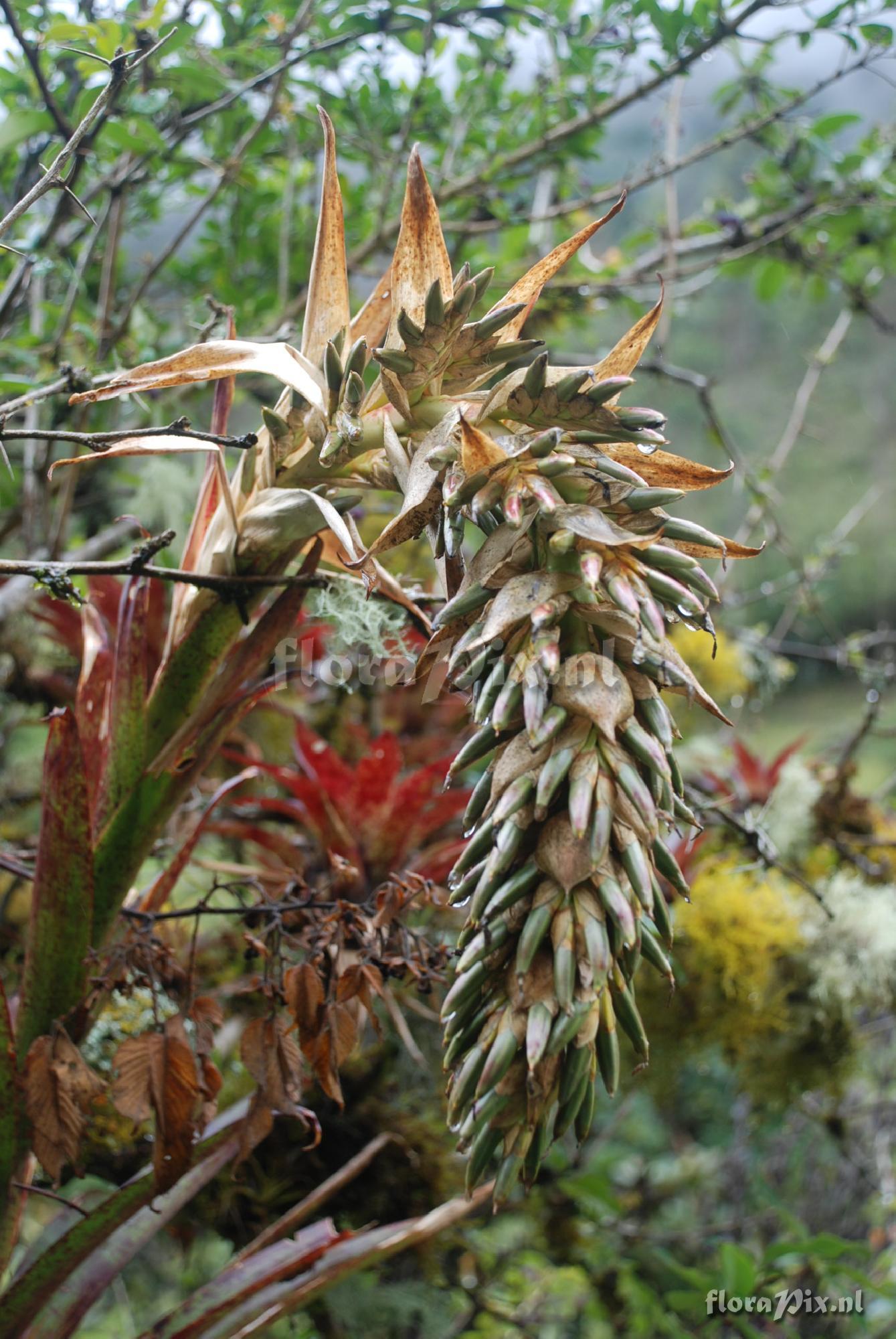 Tillandsia ionochroma