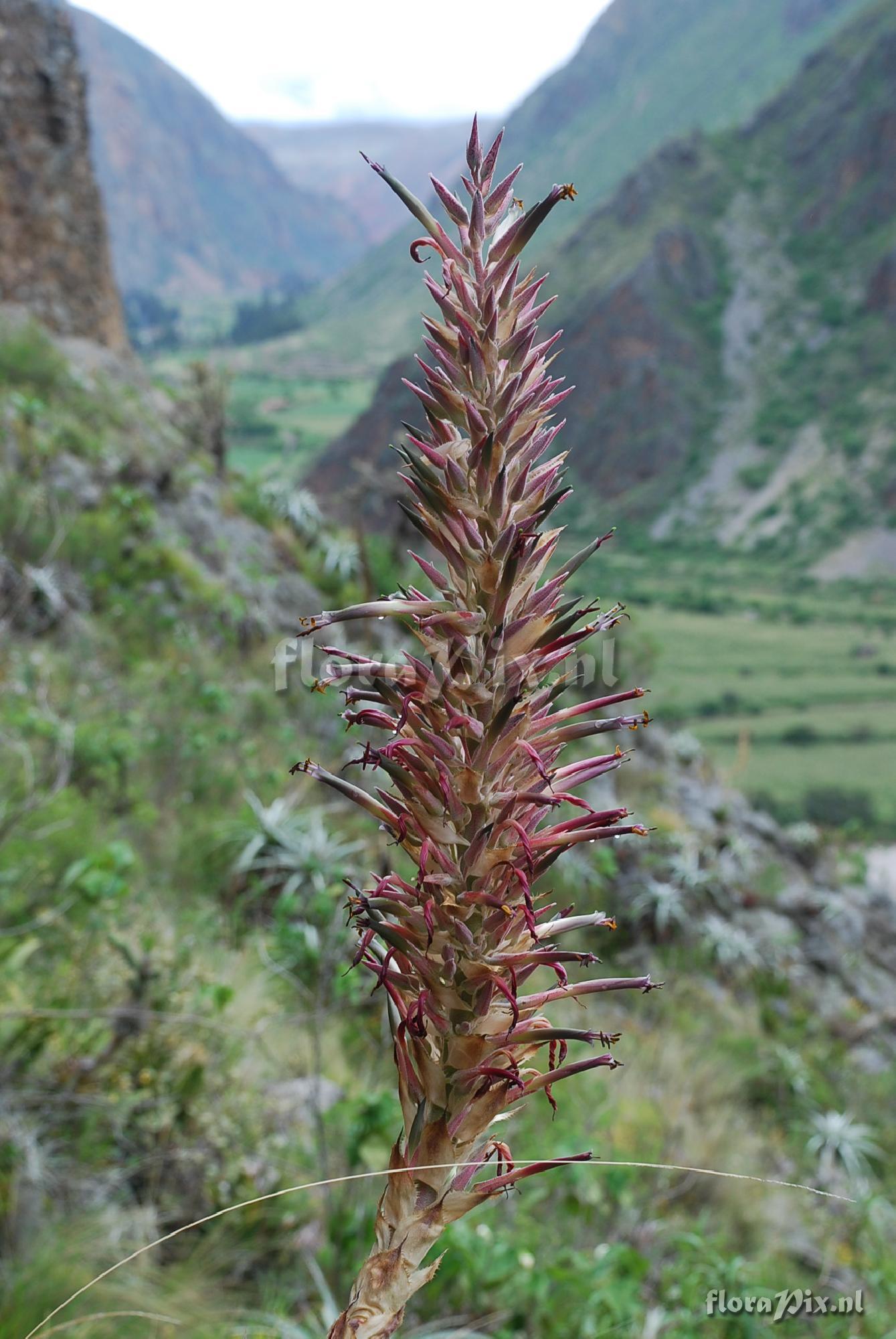 Puya densiflora