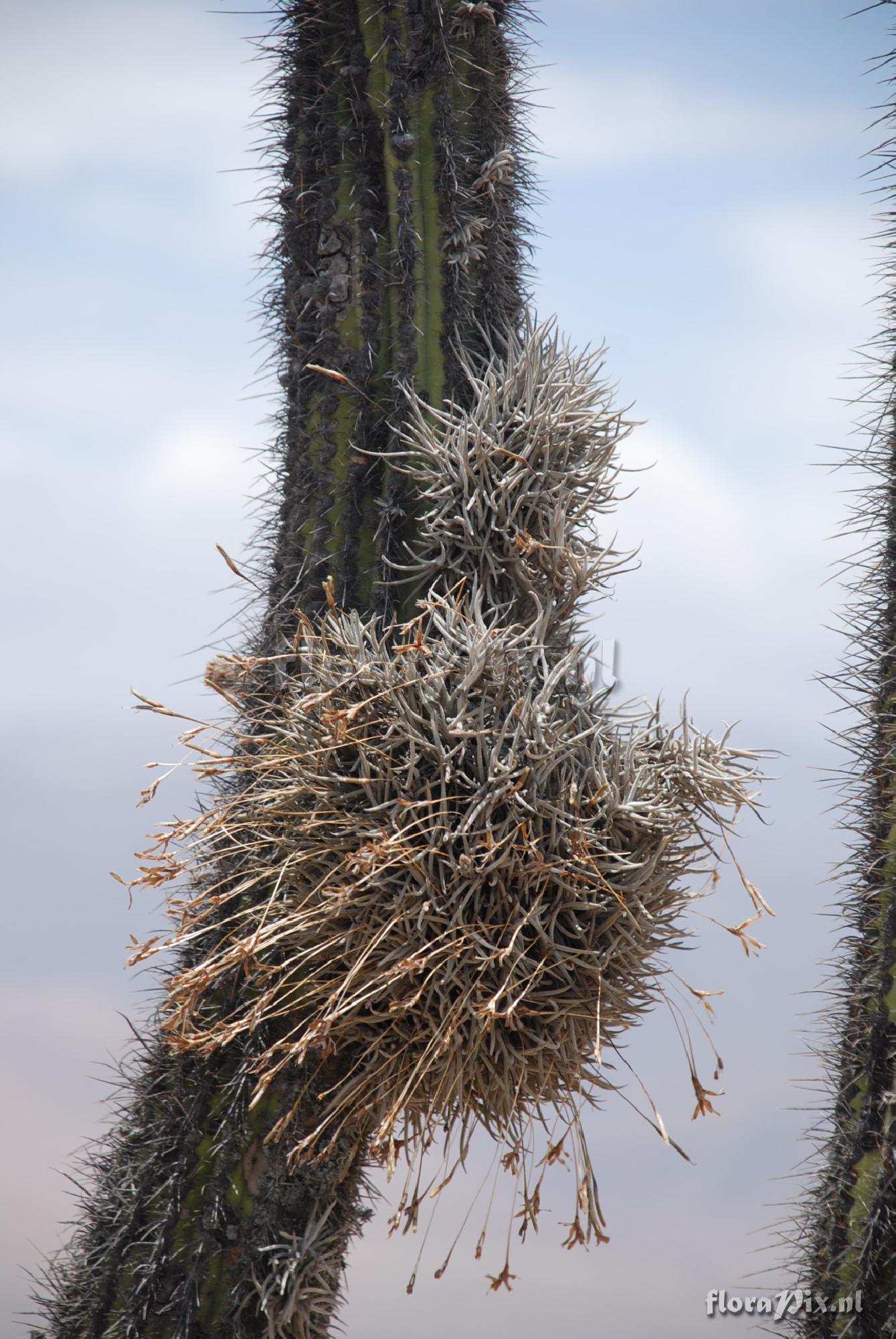 Tillandsia capillaris