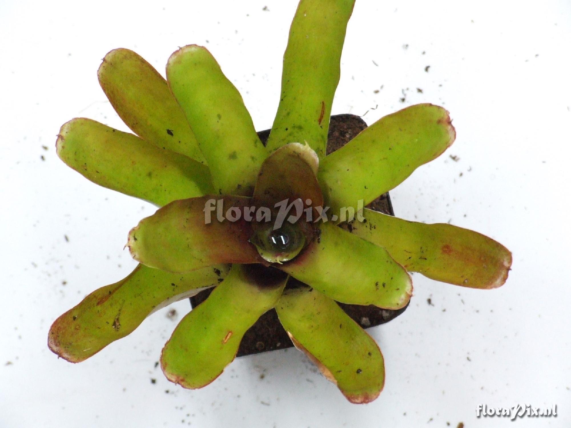 Neoregelia ampullacea