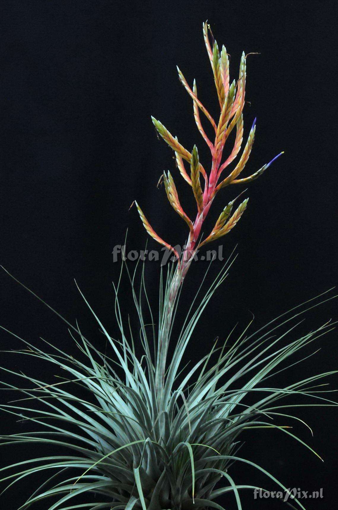 Tillandsia aff. botteri