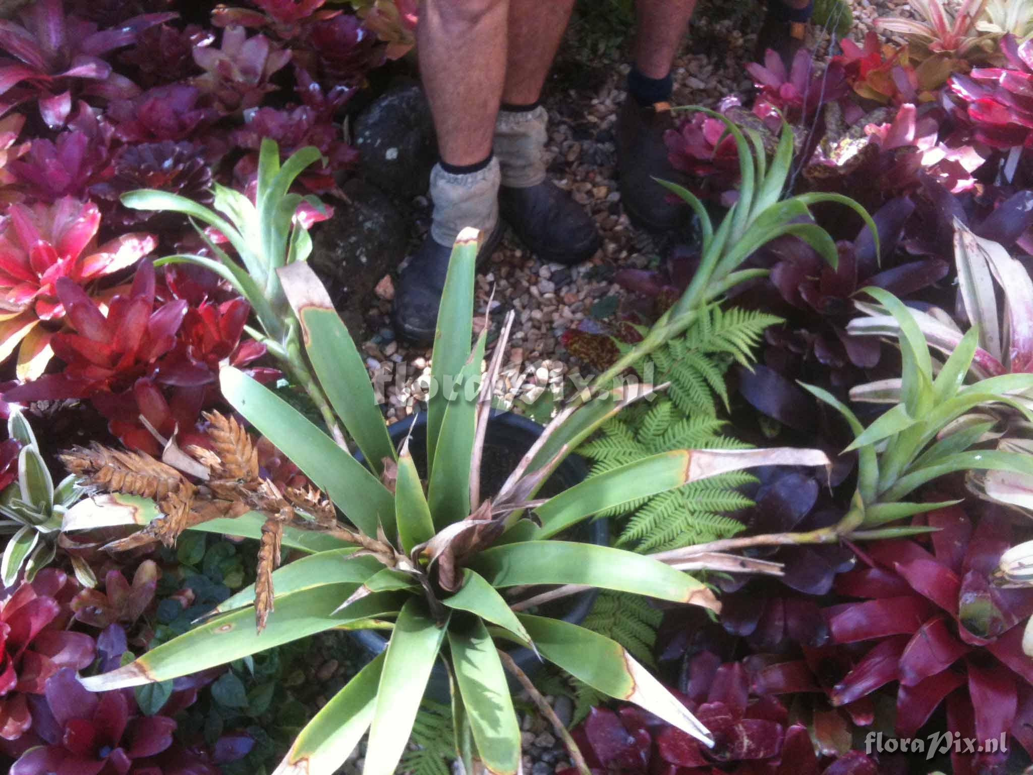 Tillandsia sp
