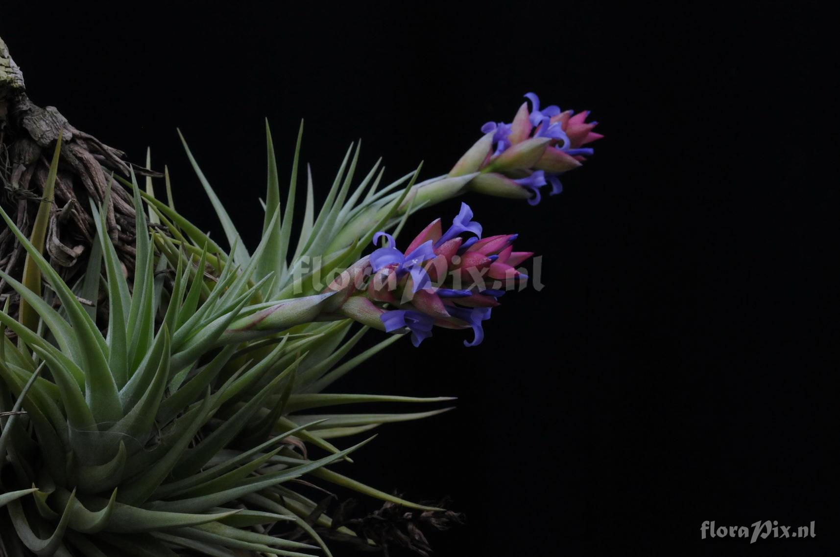 Tillandsia neglecta